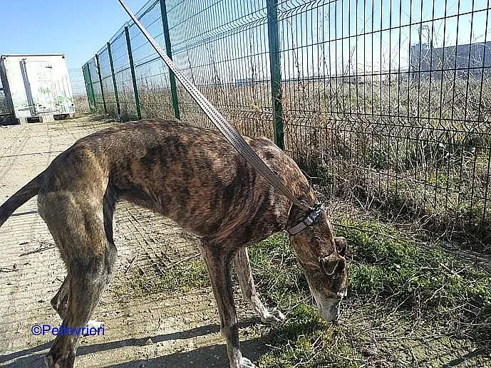 Kira adozione levrieri galgo 02