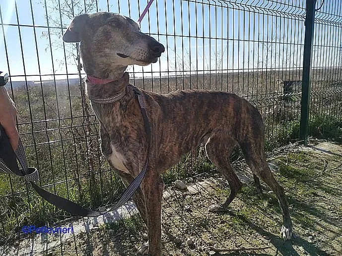 Kira adozione levrieri galgo 03