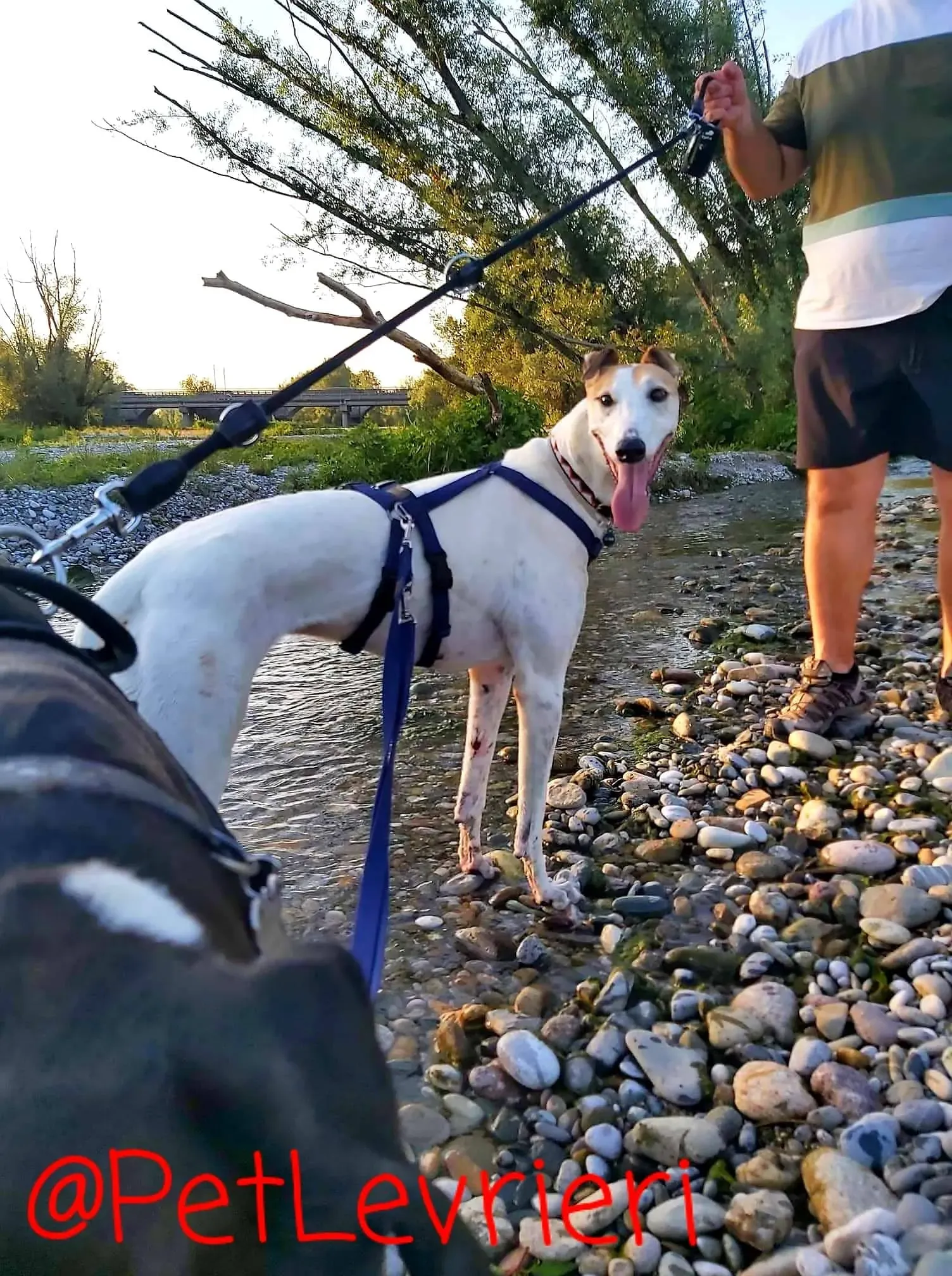 Kite adozione levrieri greyhound 10