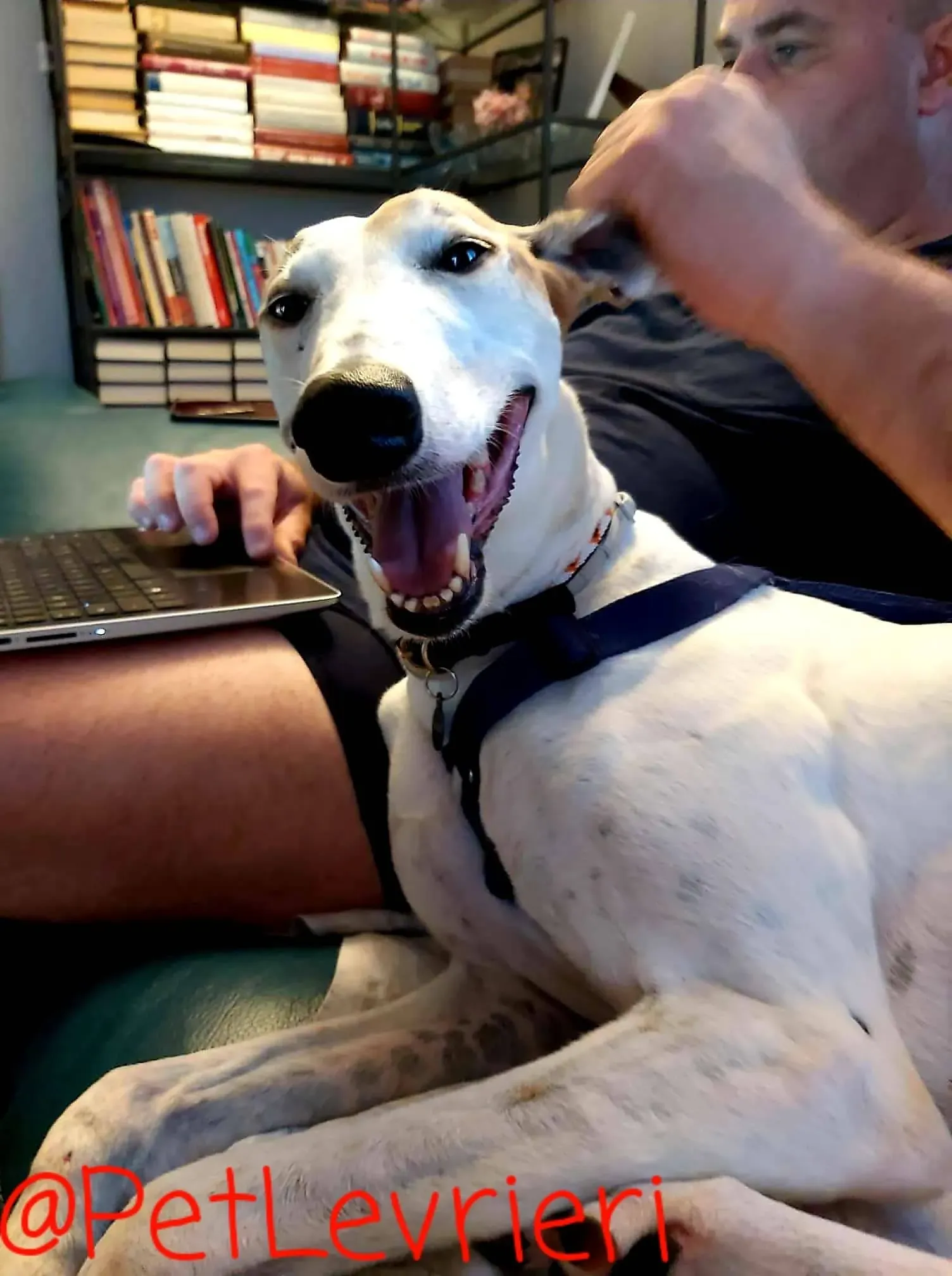 Kite adozione levrieri greyhound 11