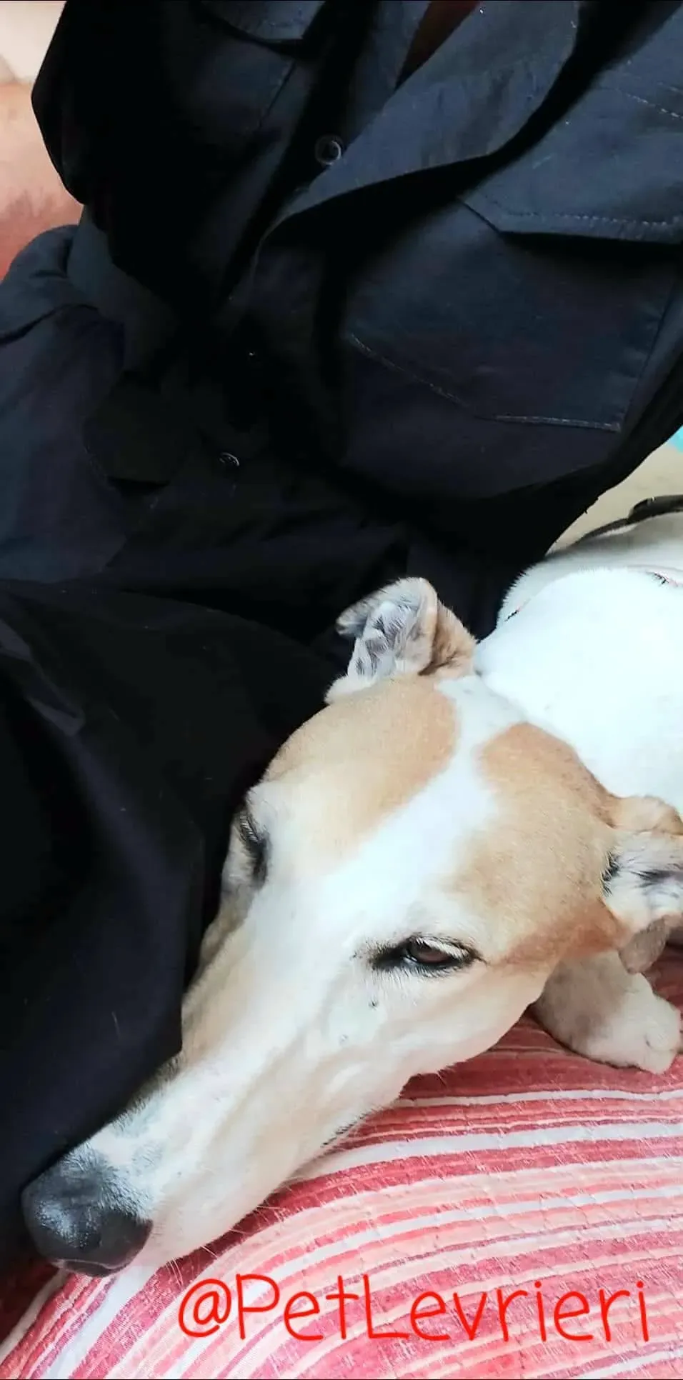 Kite adozione levrieri greyhound 12