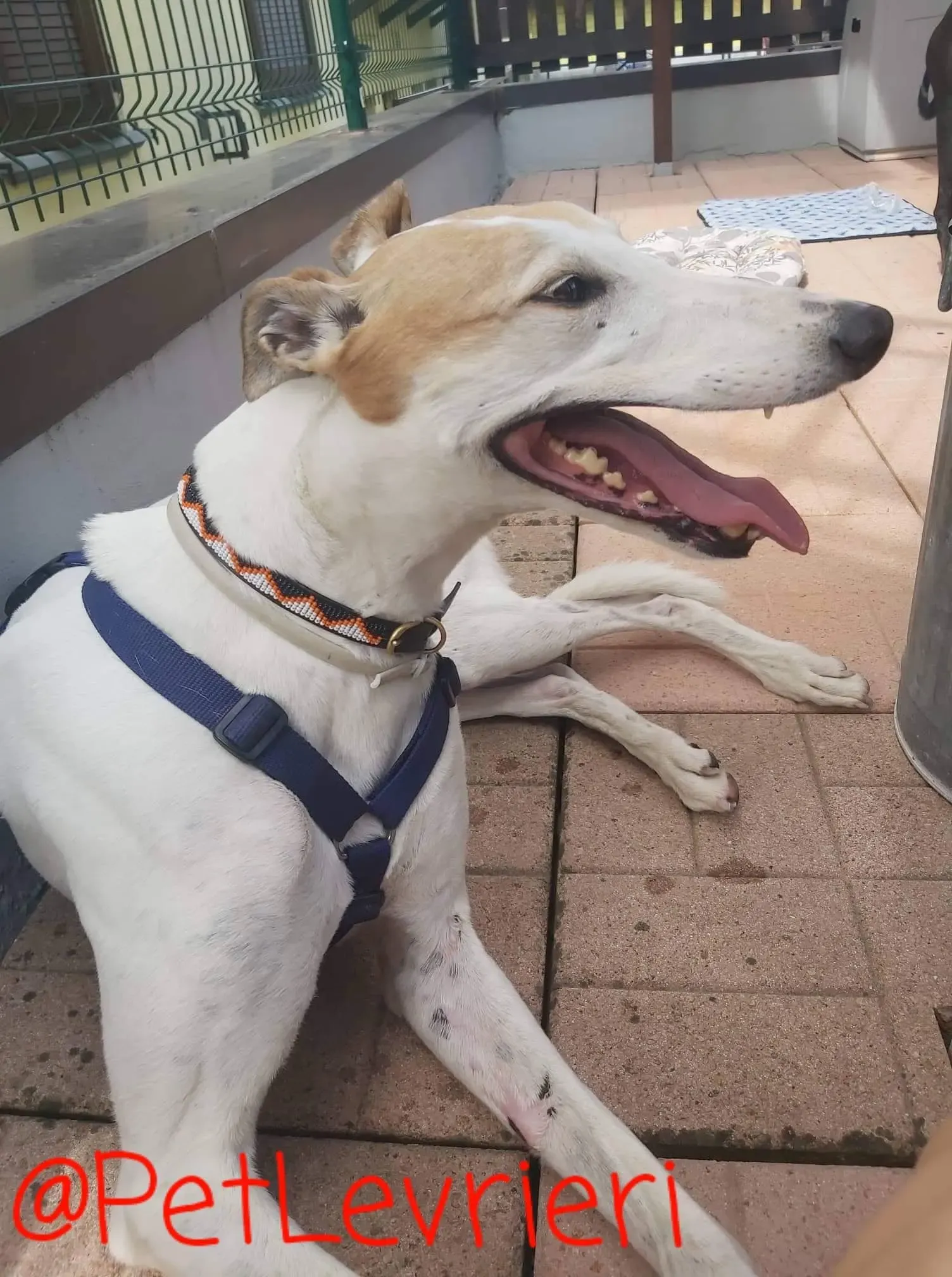 Kite adozione levrieri greyhound 13