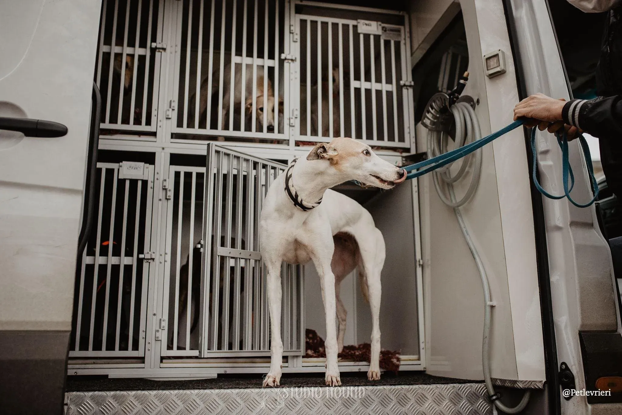 Kite greyhound adozionelevrieri cane arrivo foster 01