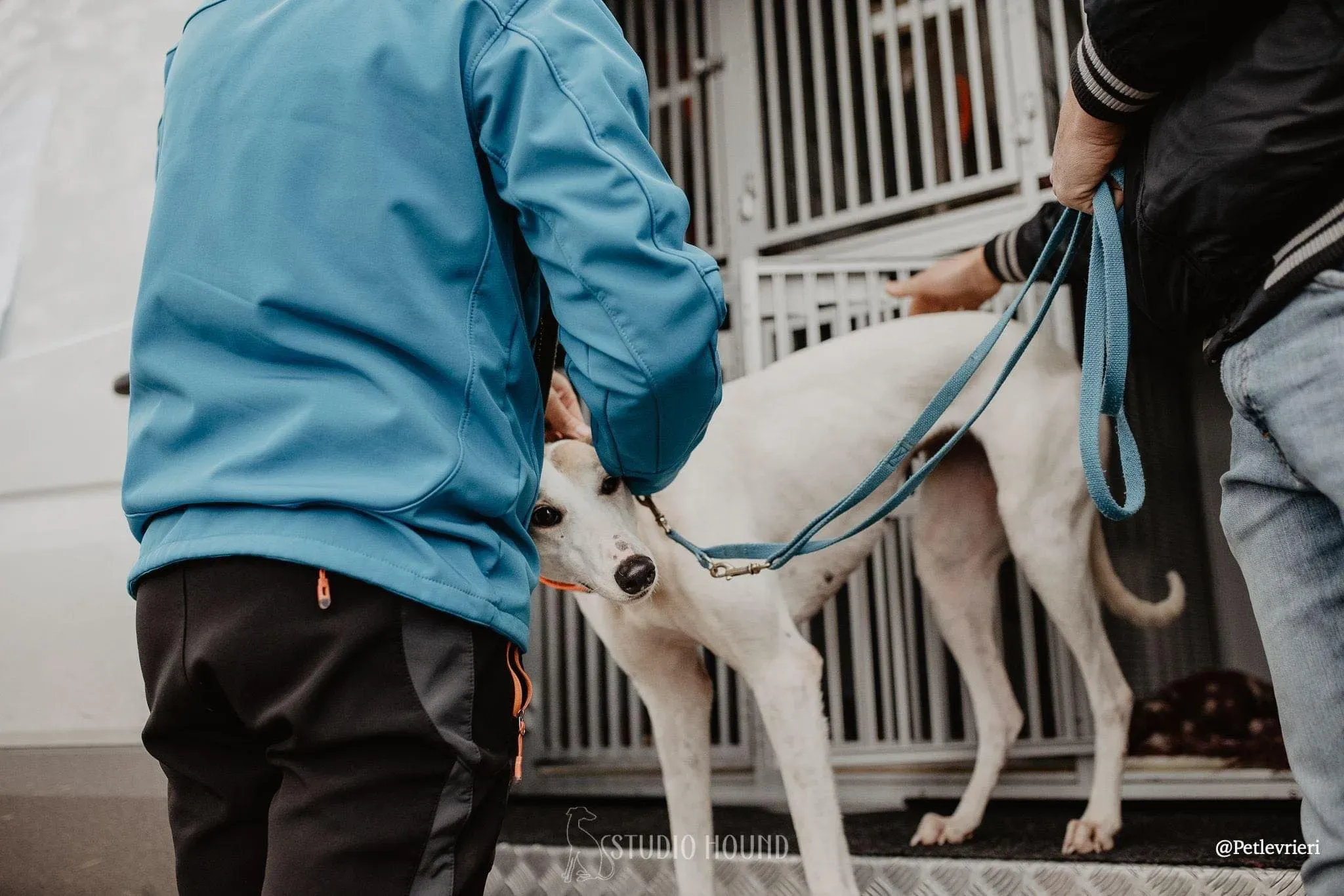 Kite greyhound adozionelevrieri cane arrivo foster 02