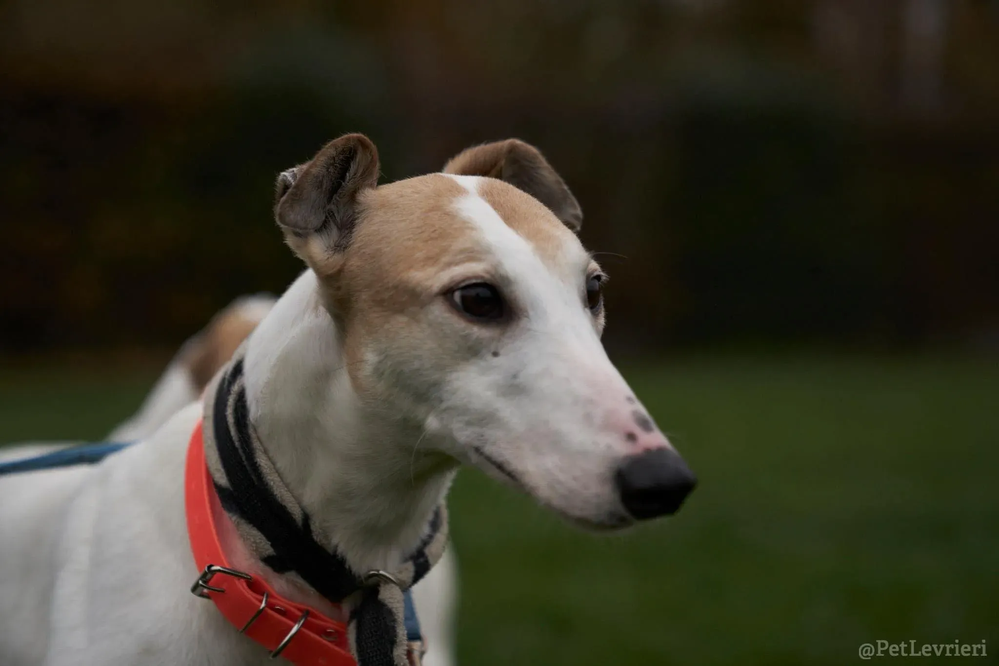 Kite greyhound adozionelevrieri cane arrivo foster 03