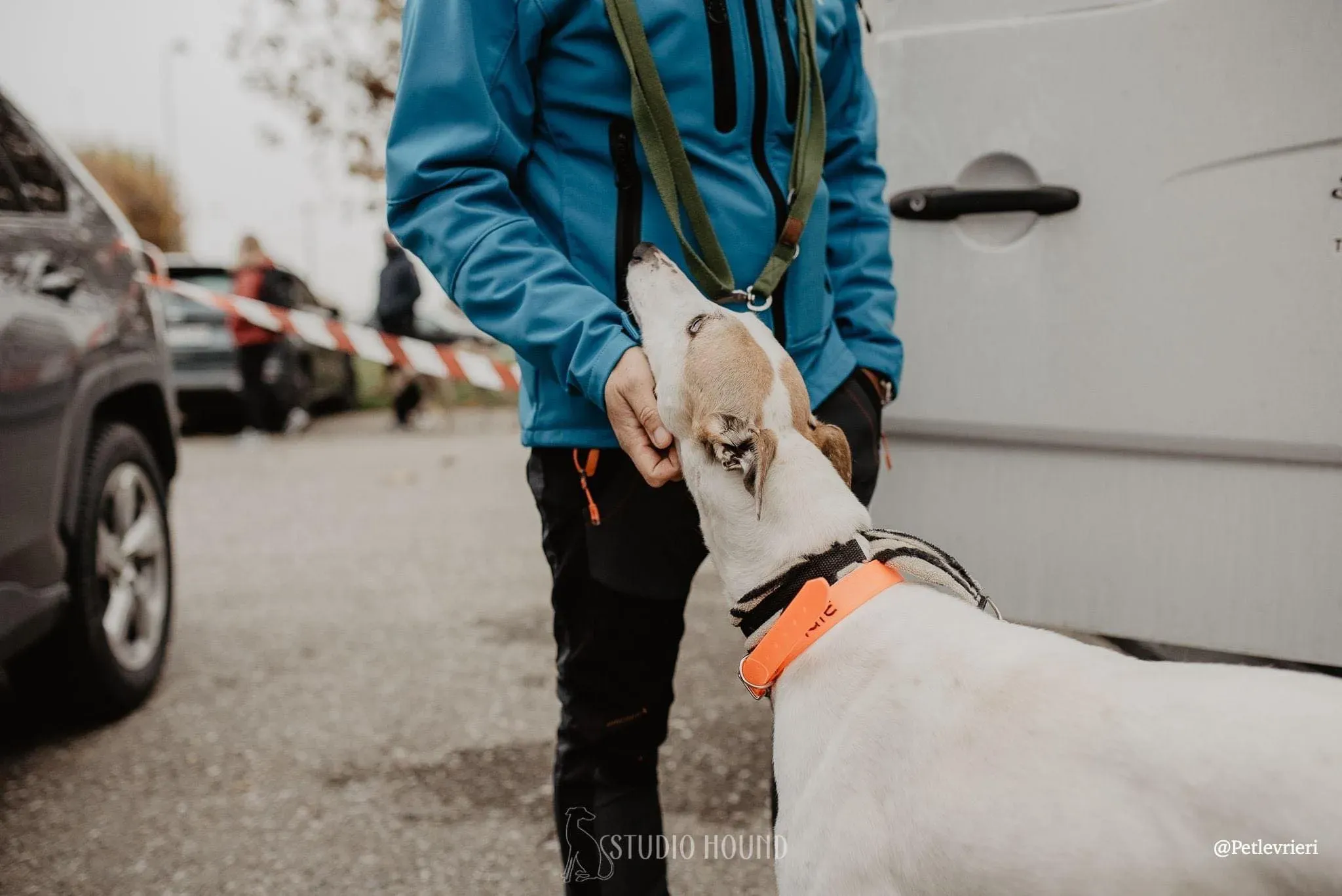 Kite greyhound adozionelevrieri cane arrivo foster 05