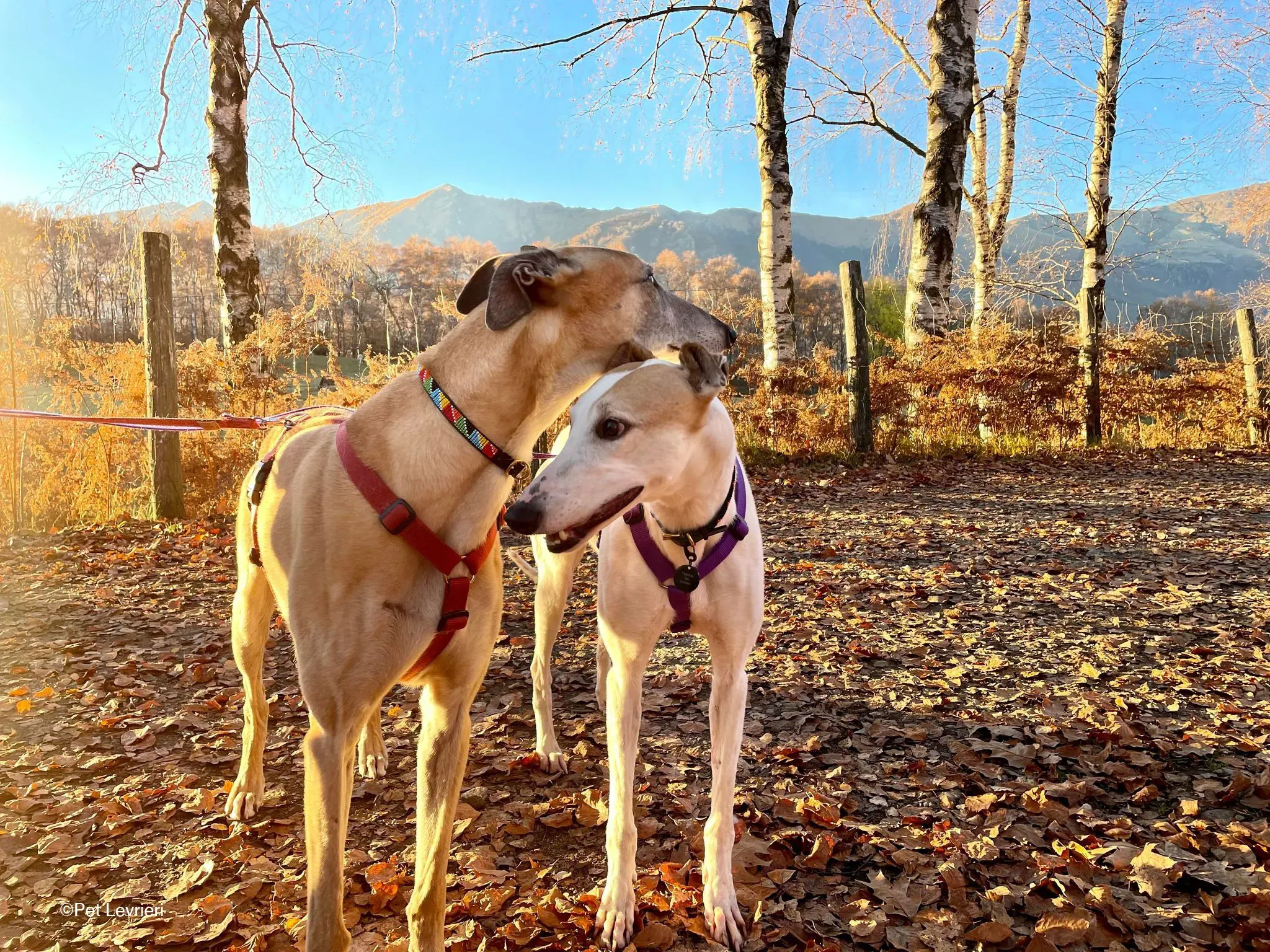 Kite greyhound adozionelevrieri cane foster 01