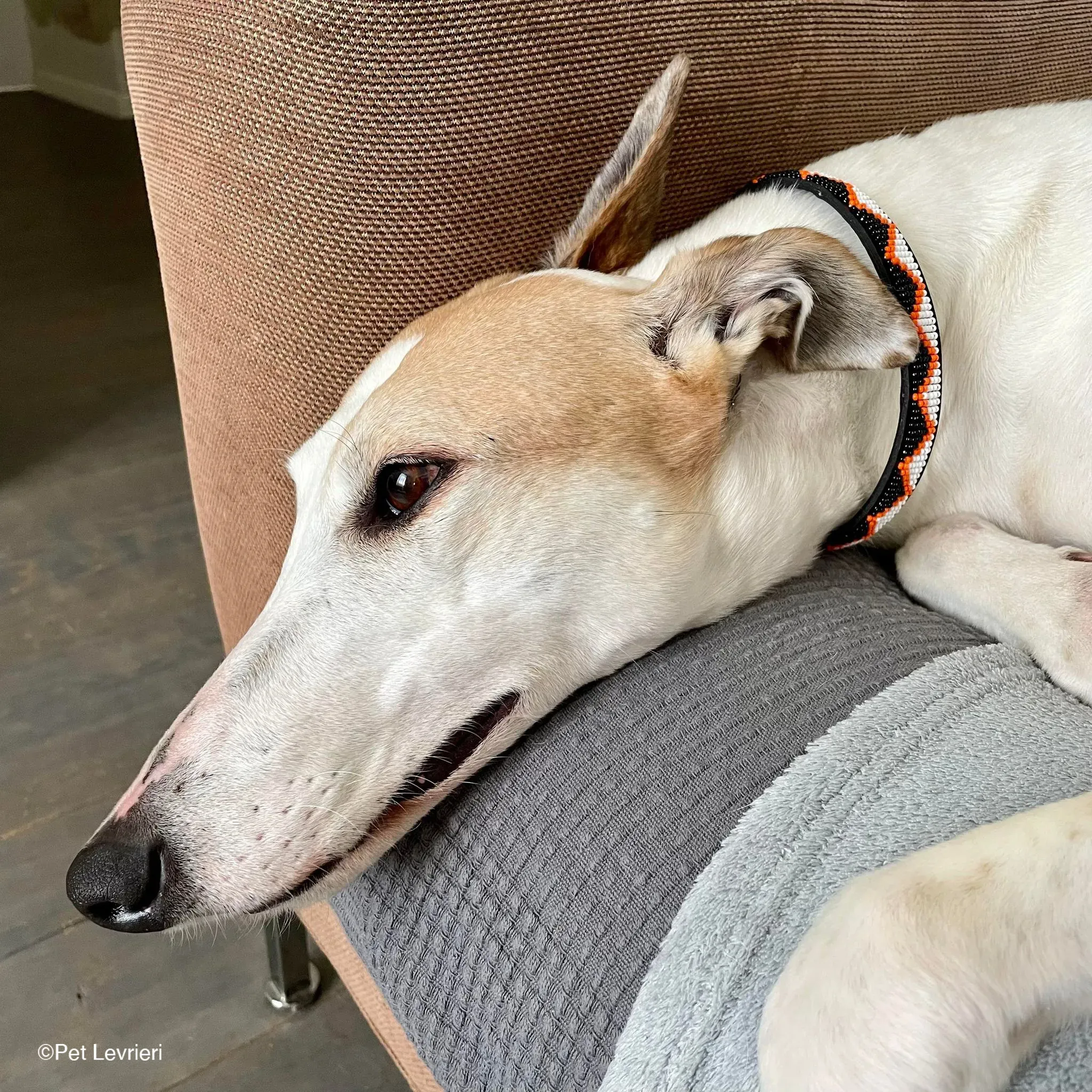 Kite greyhound adozionelevrieri cane foster 03