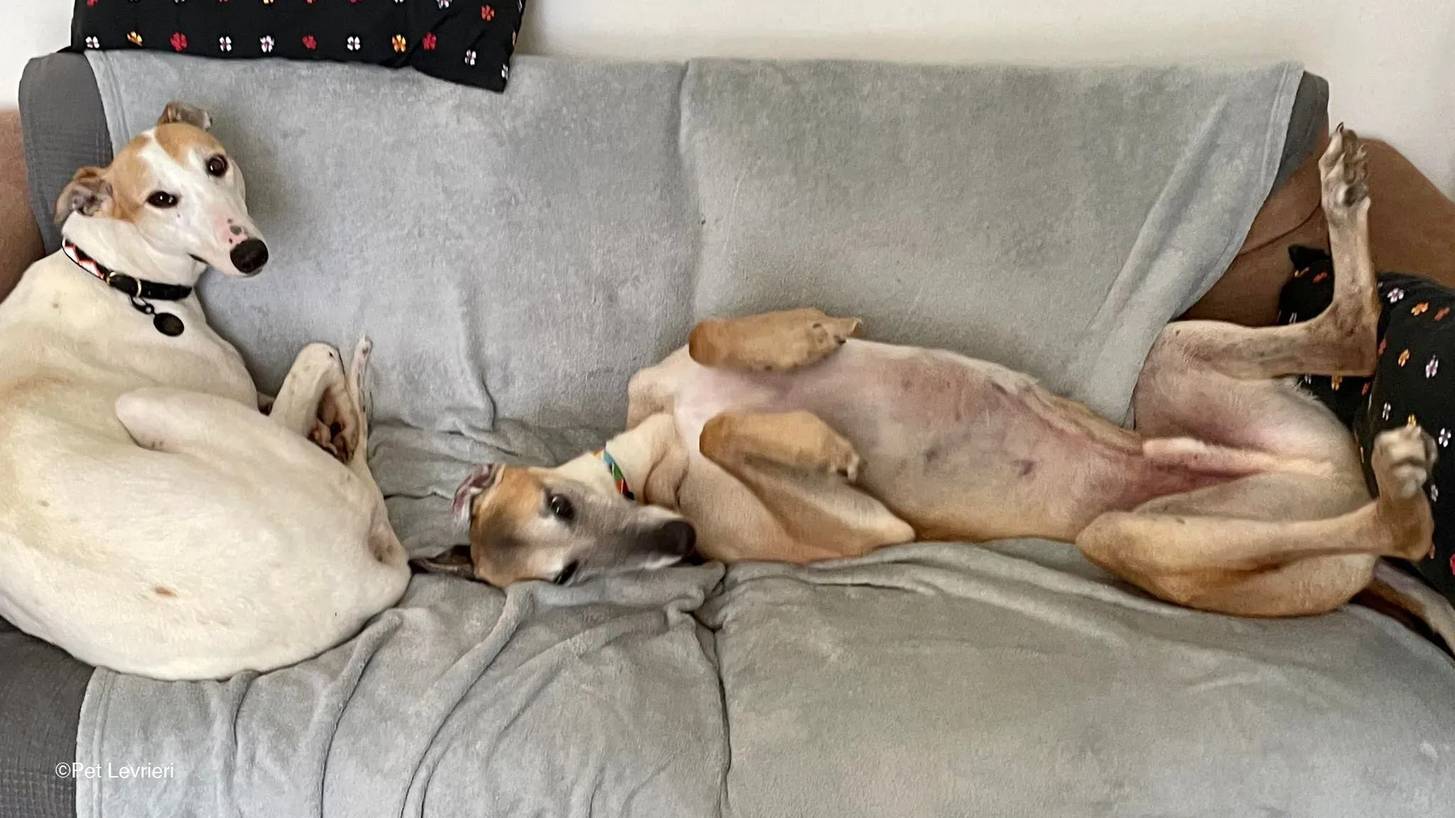 Kite greyhound adozionelevrieri cane foster 04