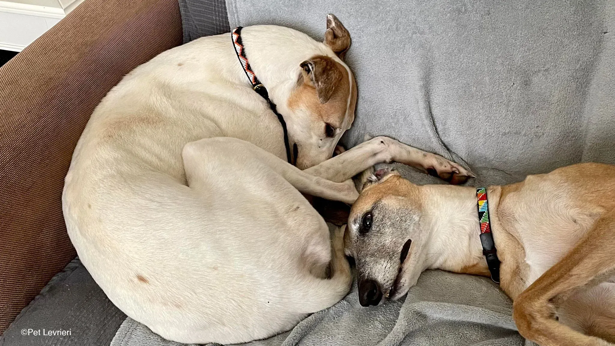 Kite greyhound adozionelevrieri cane foster 05