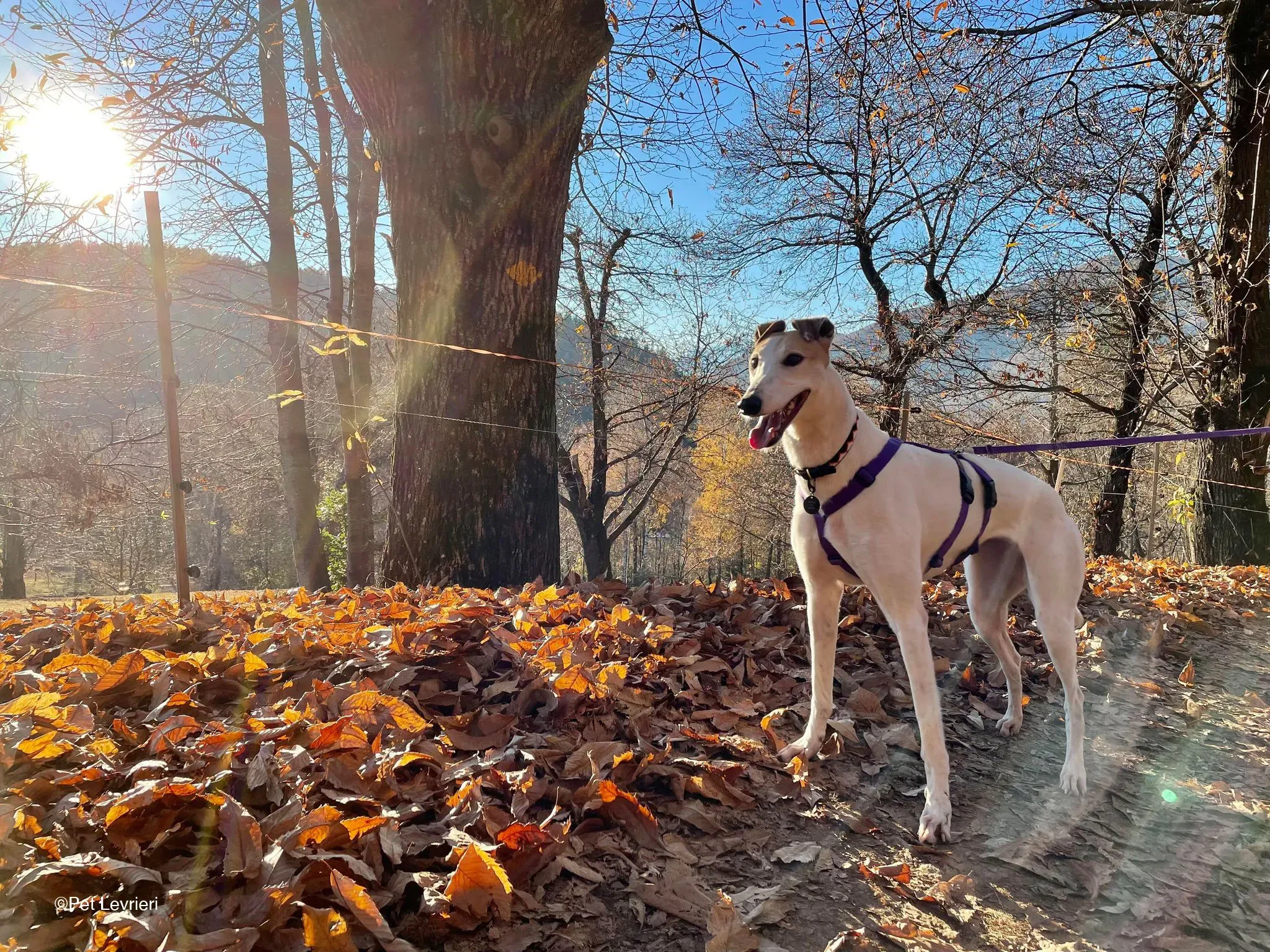 Kite greyhound adozionelevrieri cane foster 06