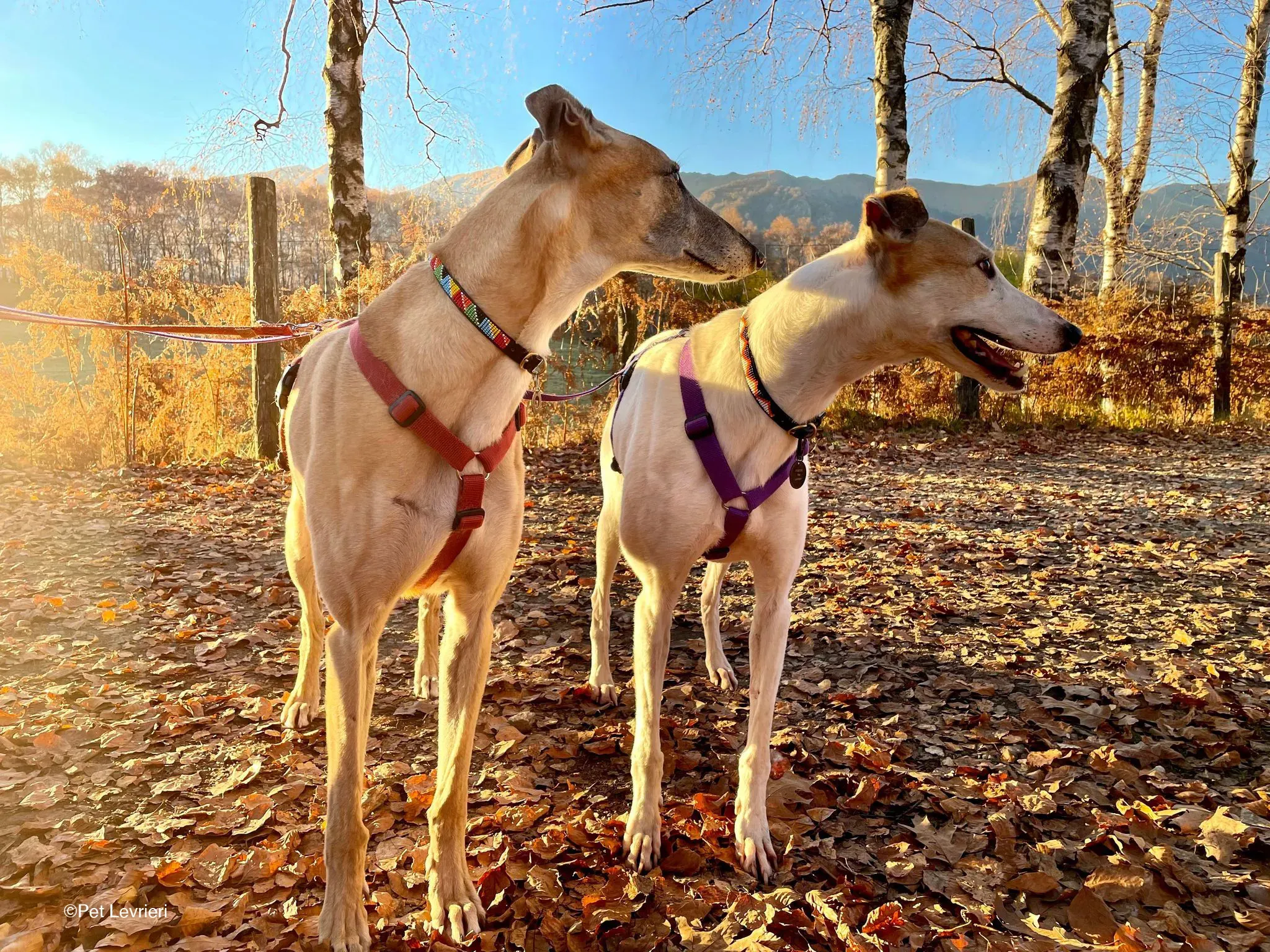 Kite greyhound adozionelevrieri cane foster 07