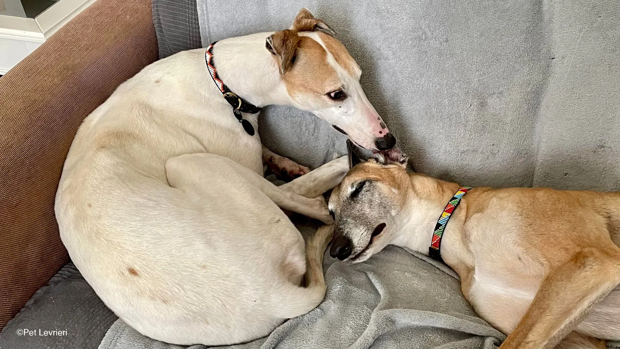 Kite greyhound adozionelevrieri cane foster 09