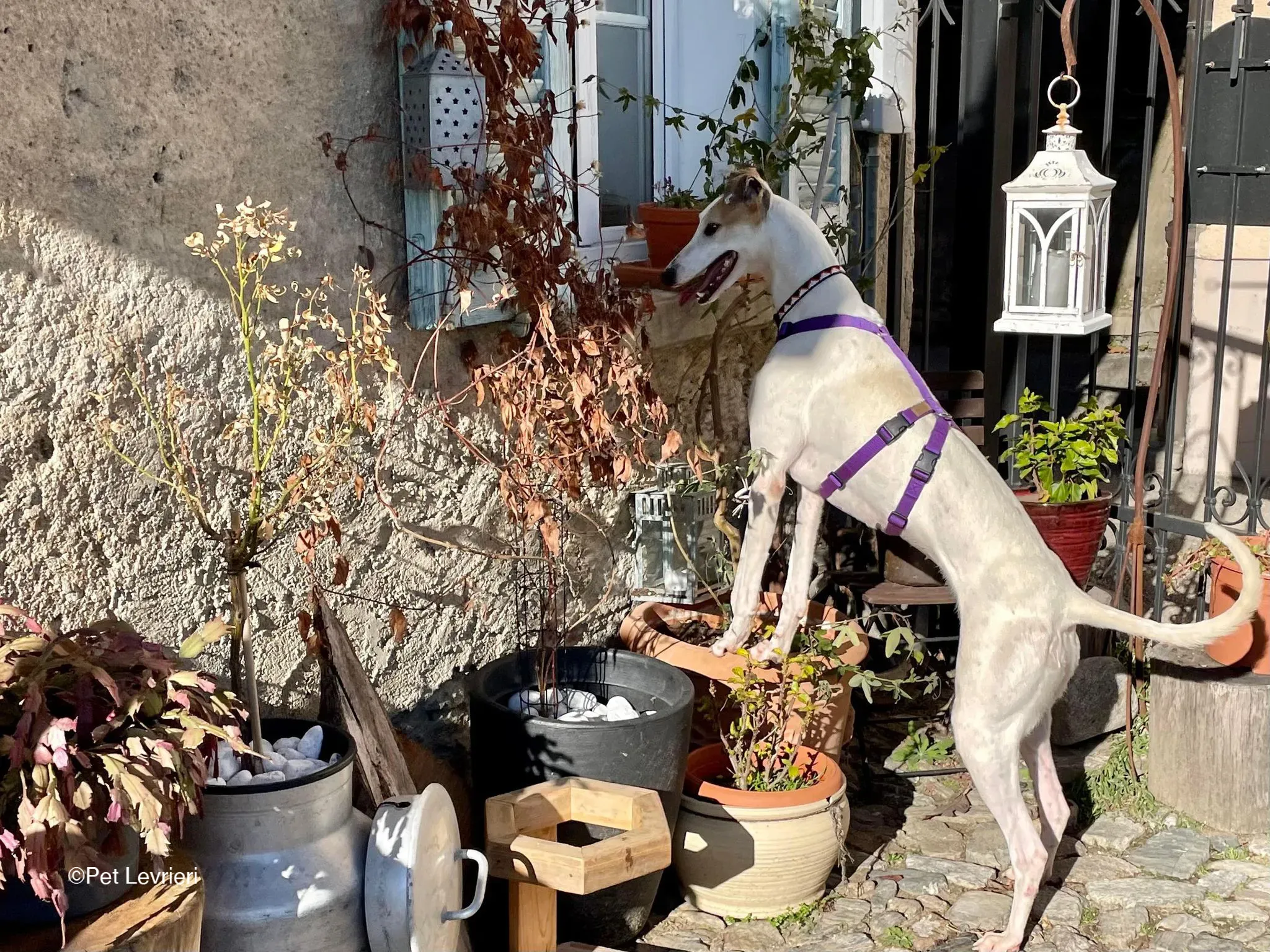 Kite greyhound adozionelevrieri cane foster 10