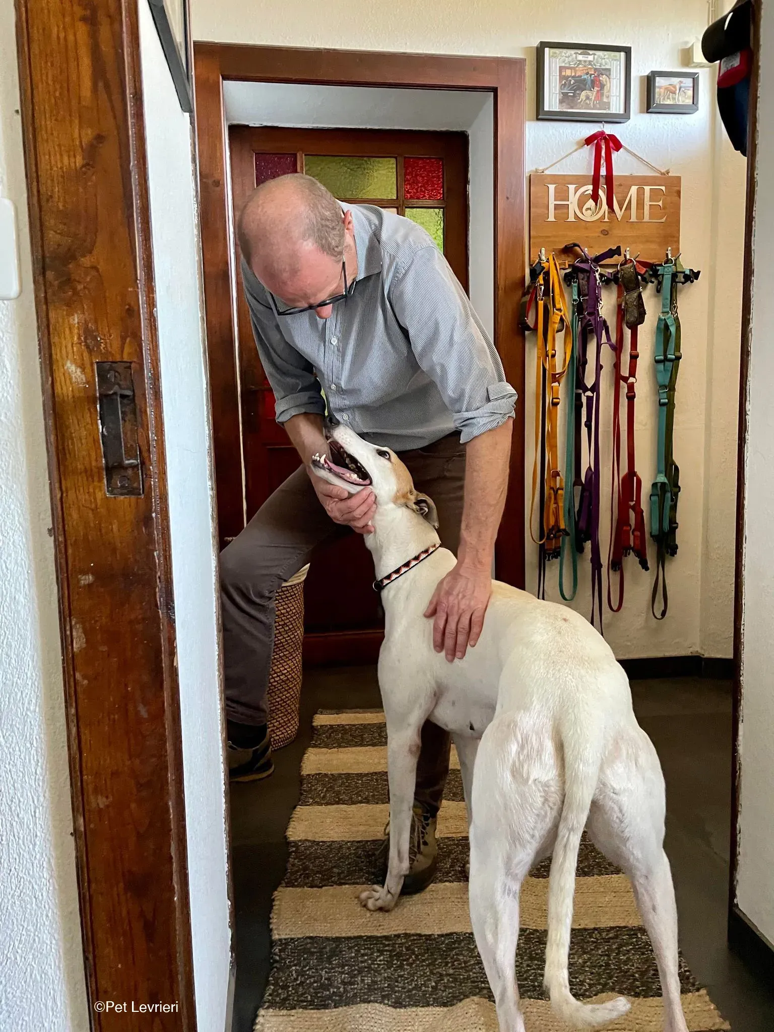 Kite greyhound adozionelevrieri cane foster 11