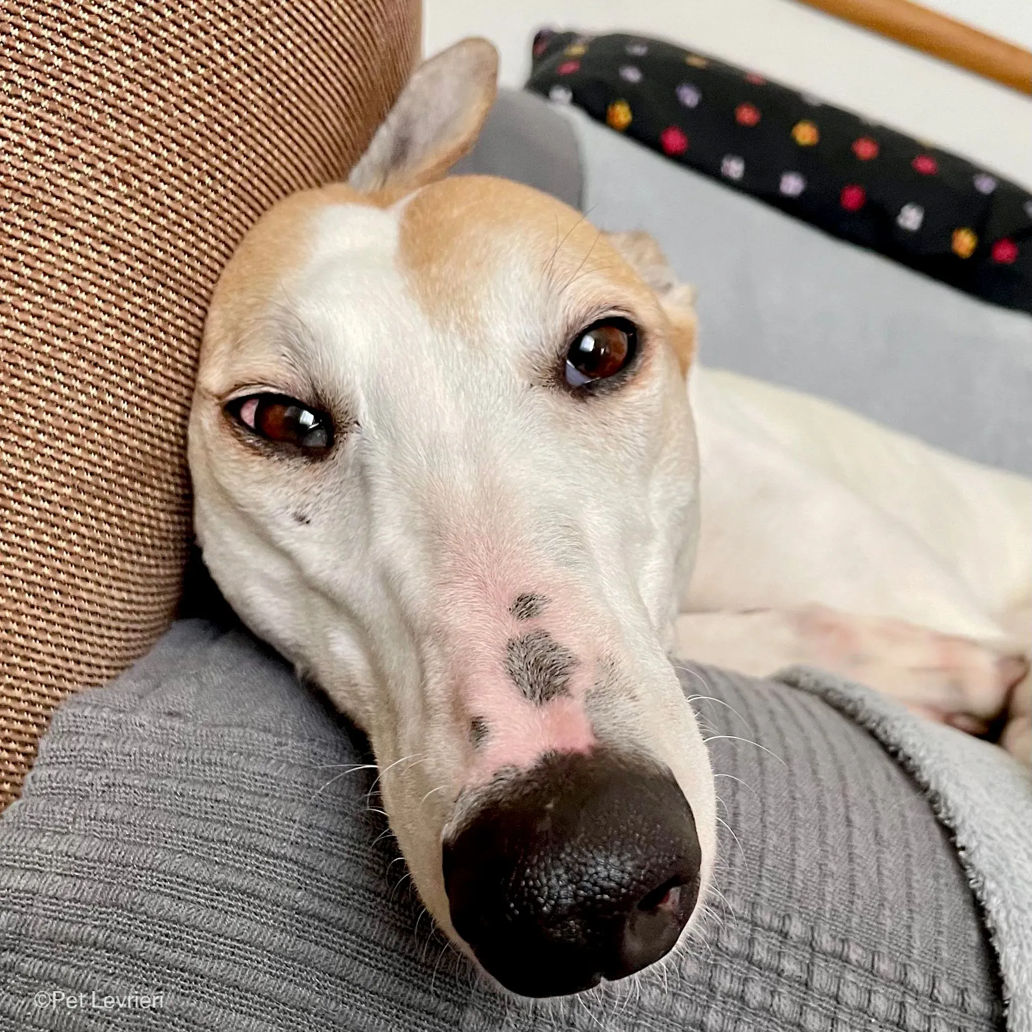 Kite greyhound adozionelevrieri cane foster 13