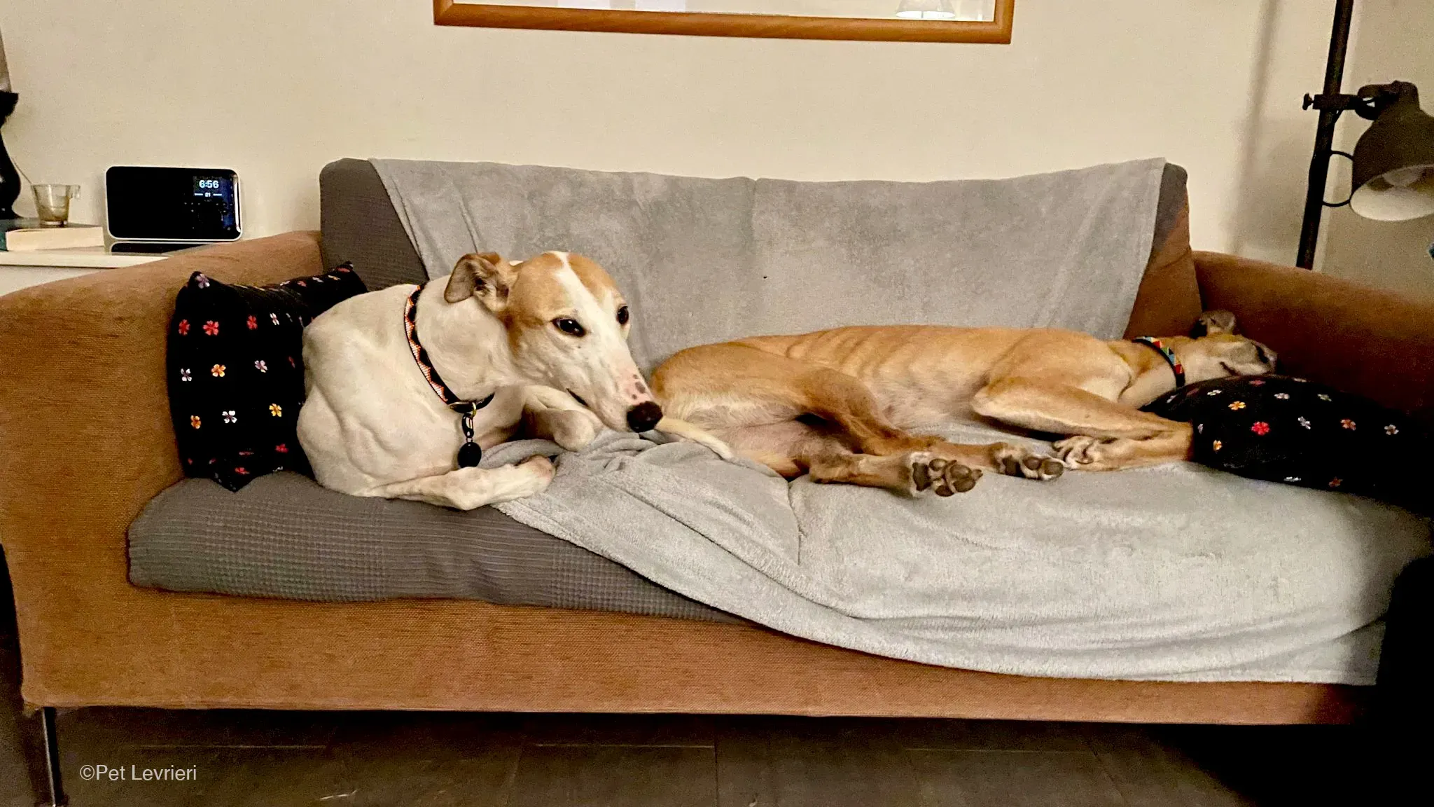 Kite greyhound adozionelevrieri cane foster 14