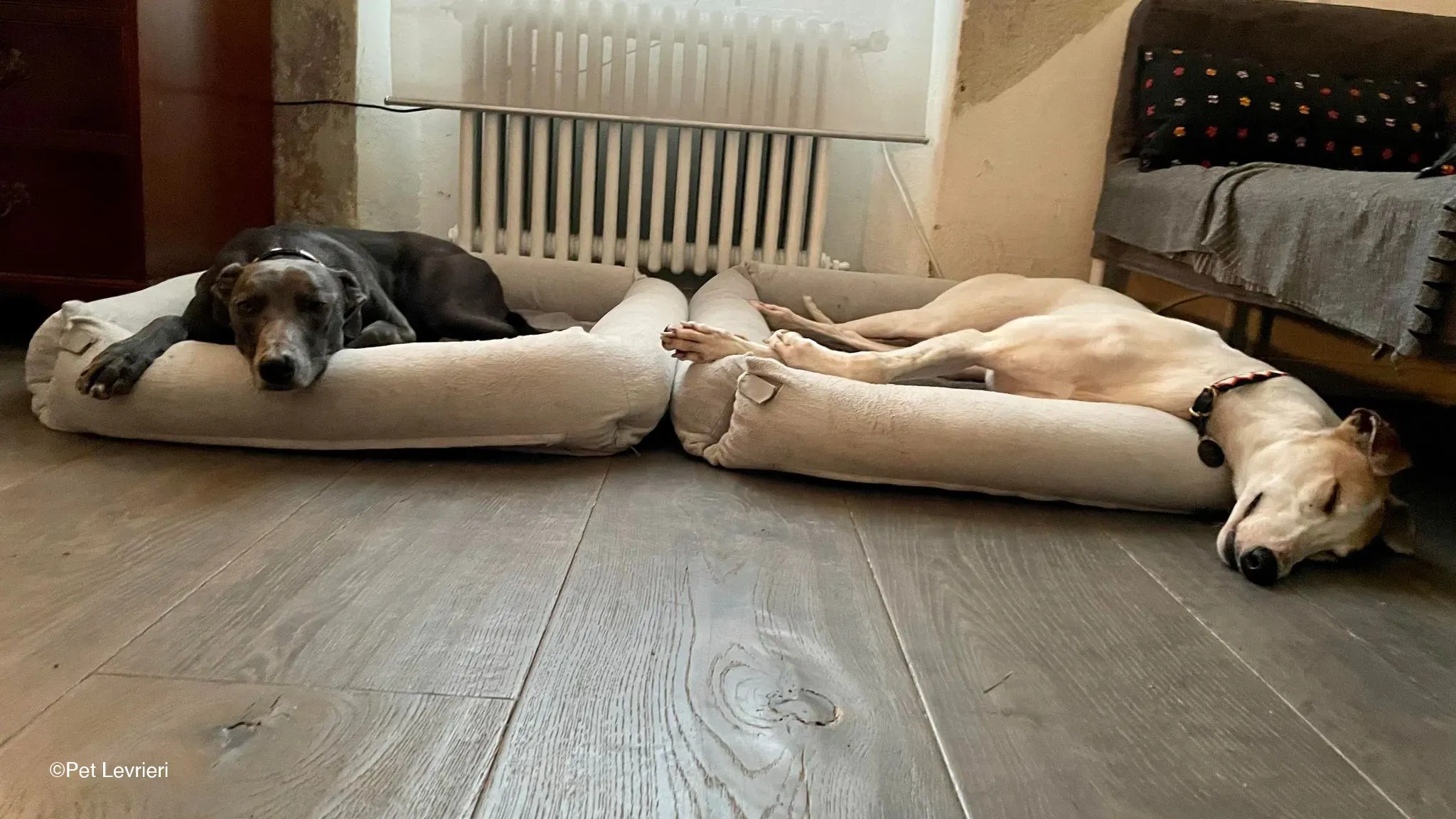 Kite greyhound adozionelevrieri cane foster 15