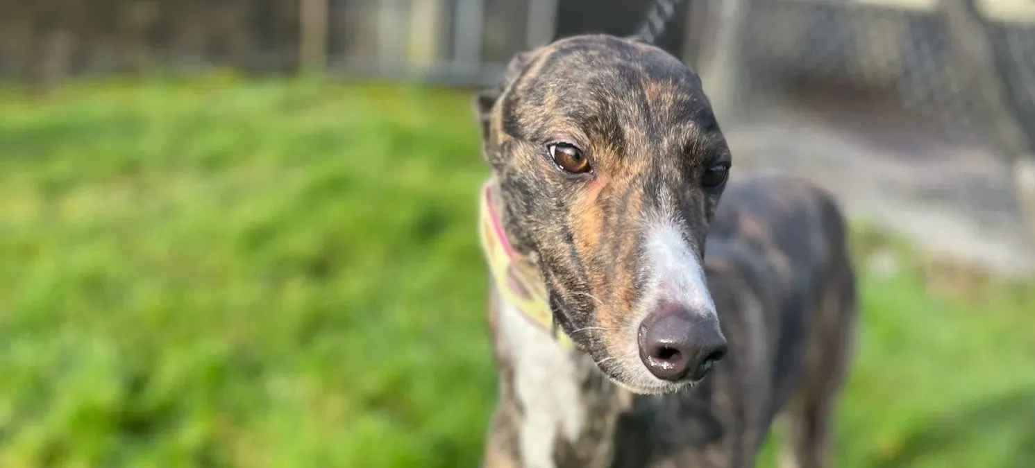 Kitty adozione greyhound 1 e1707422144248