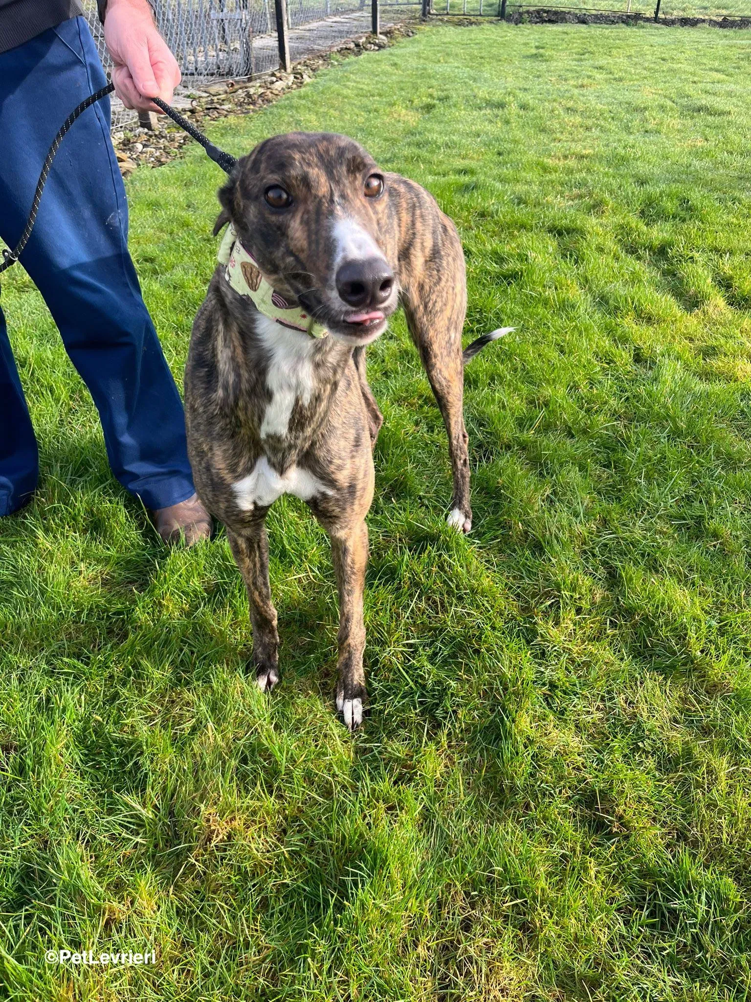 Kitty adozione greyhound 11