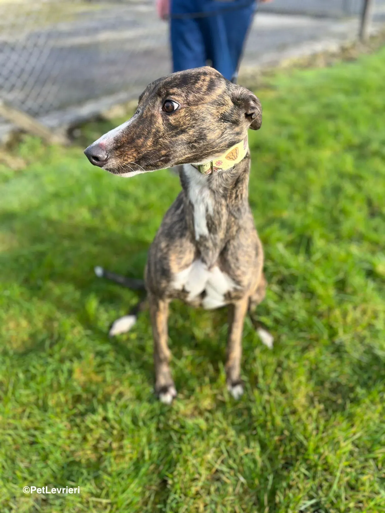 Kitty adozione greyhound 12 1