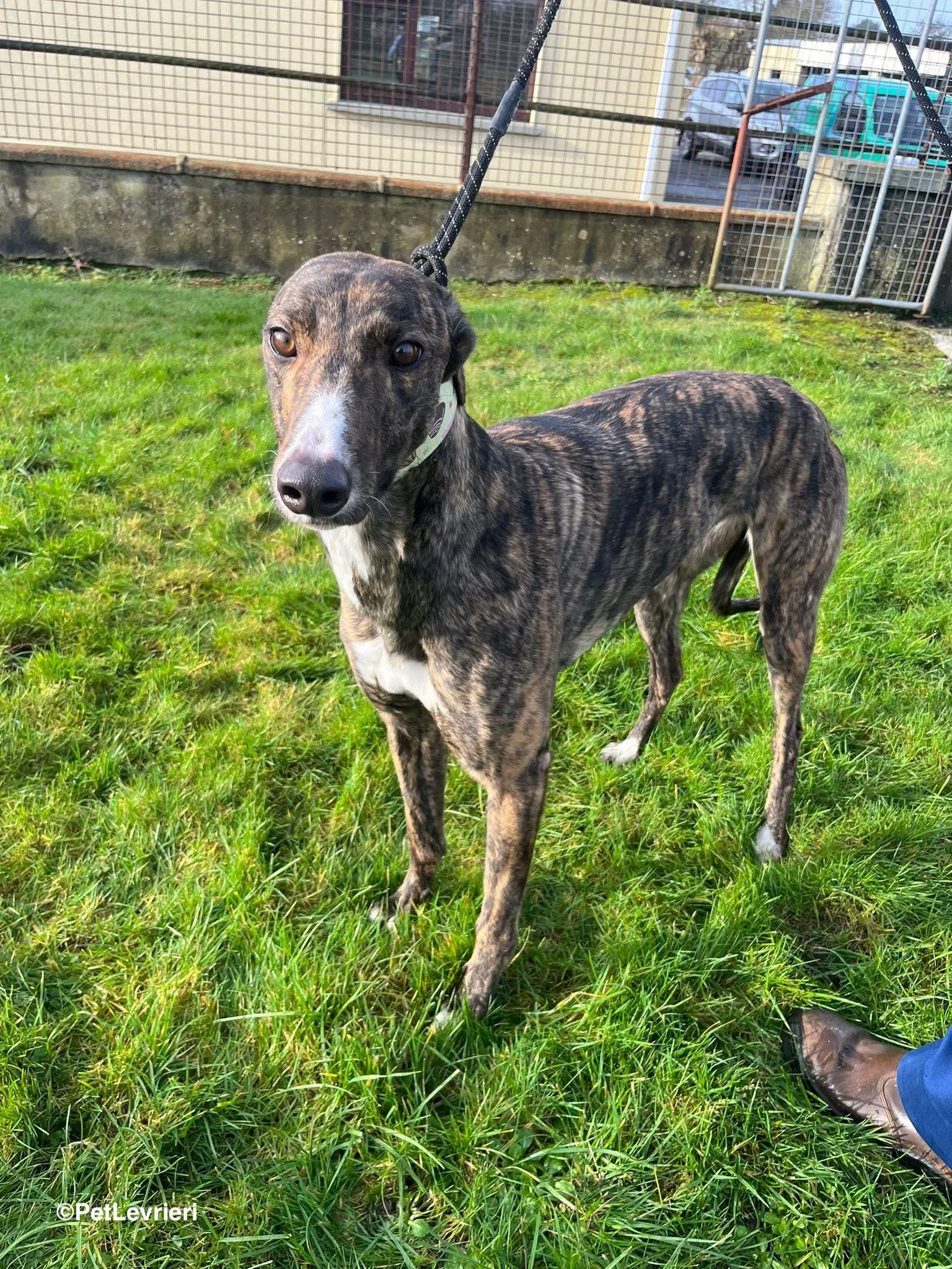 Kitty adozione greyhound 13 1