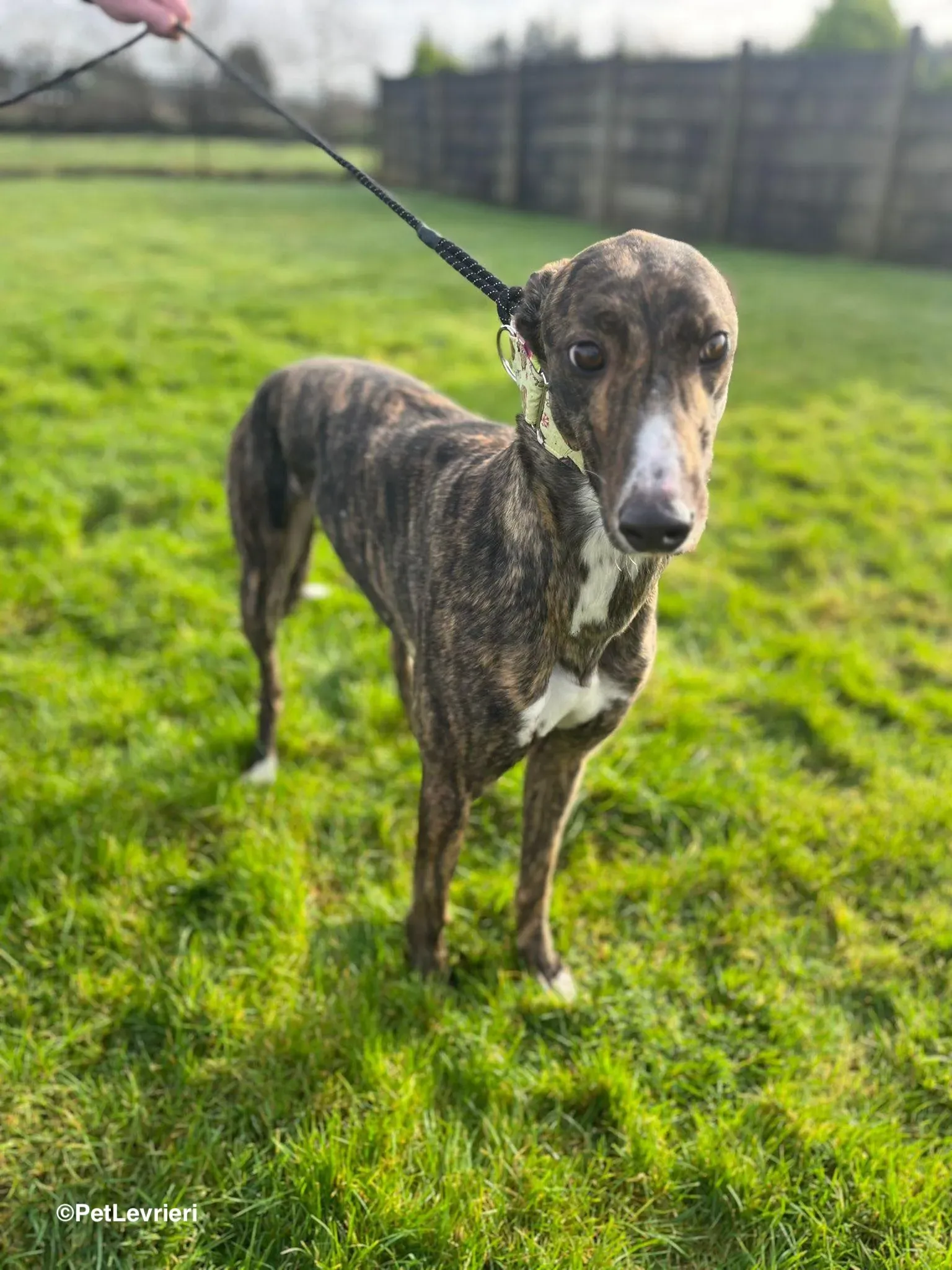 Kitty adozione greyhound 16