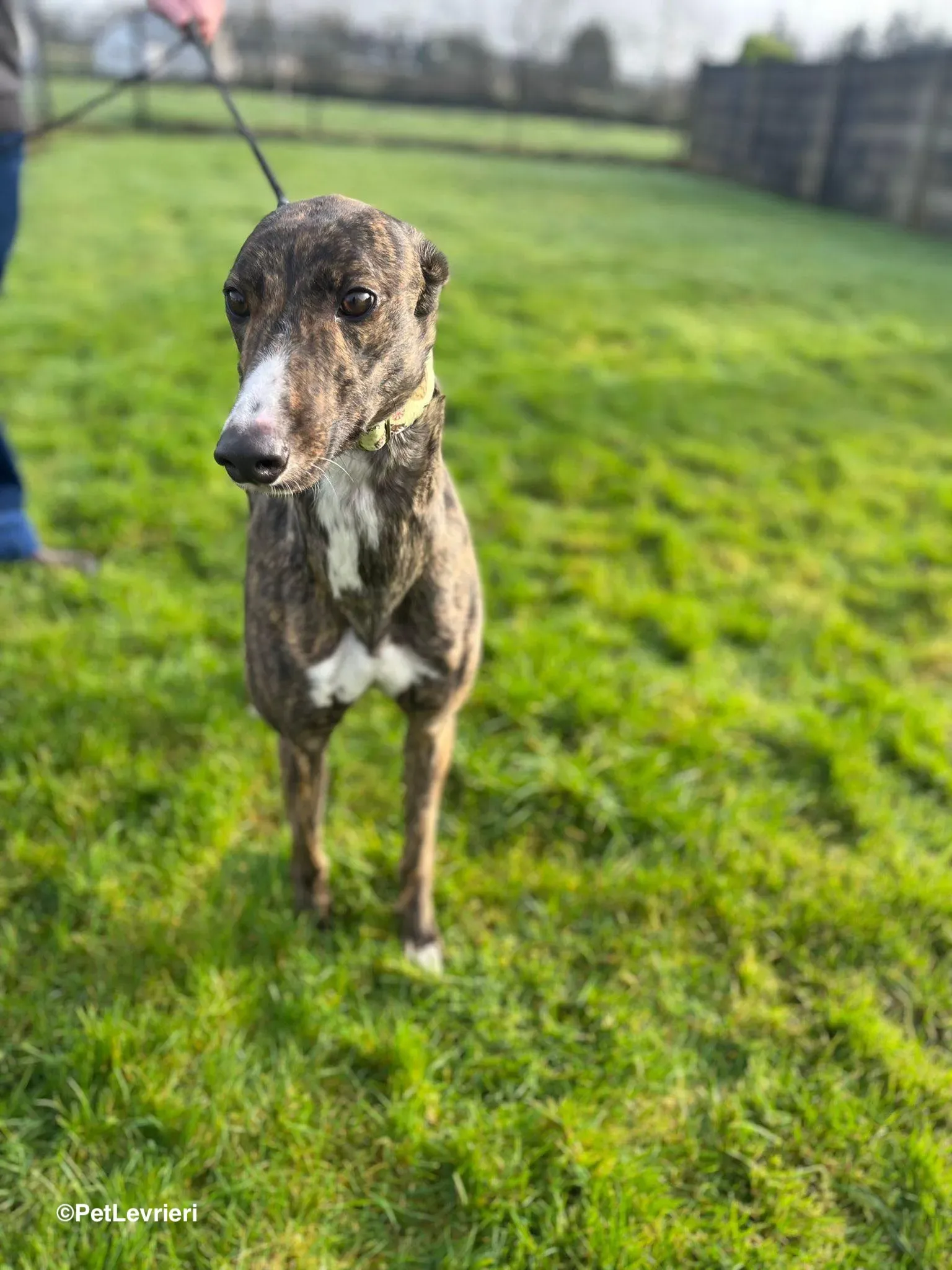 Kitty adozione greyhound 17