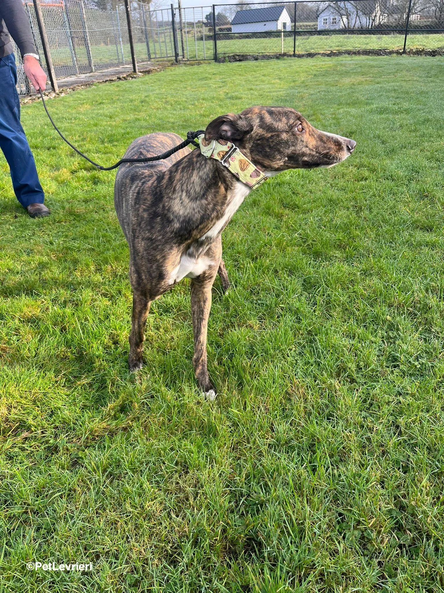 Kitty adozione greyhound 18 1