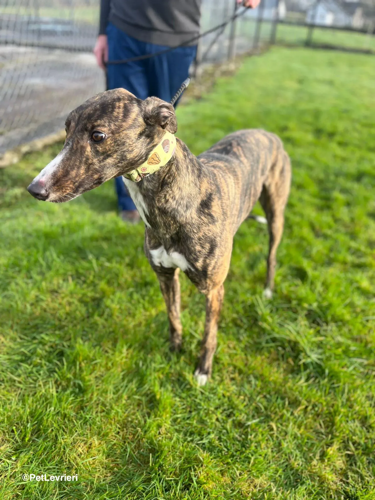 Kitty adozione greyhound 2 1