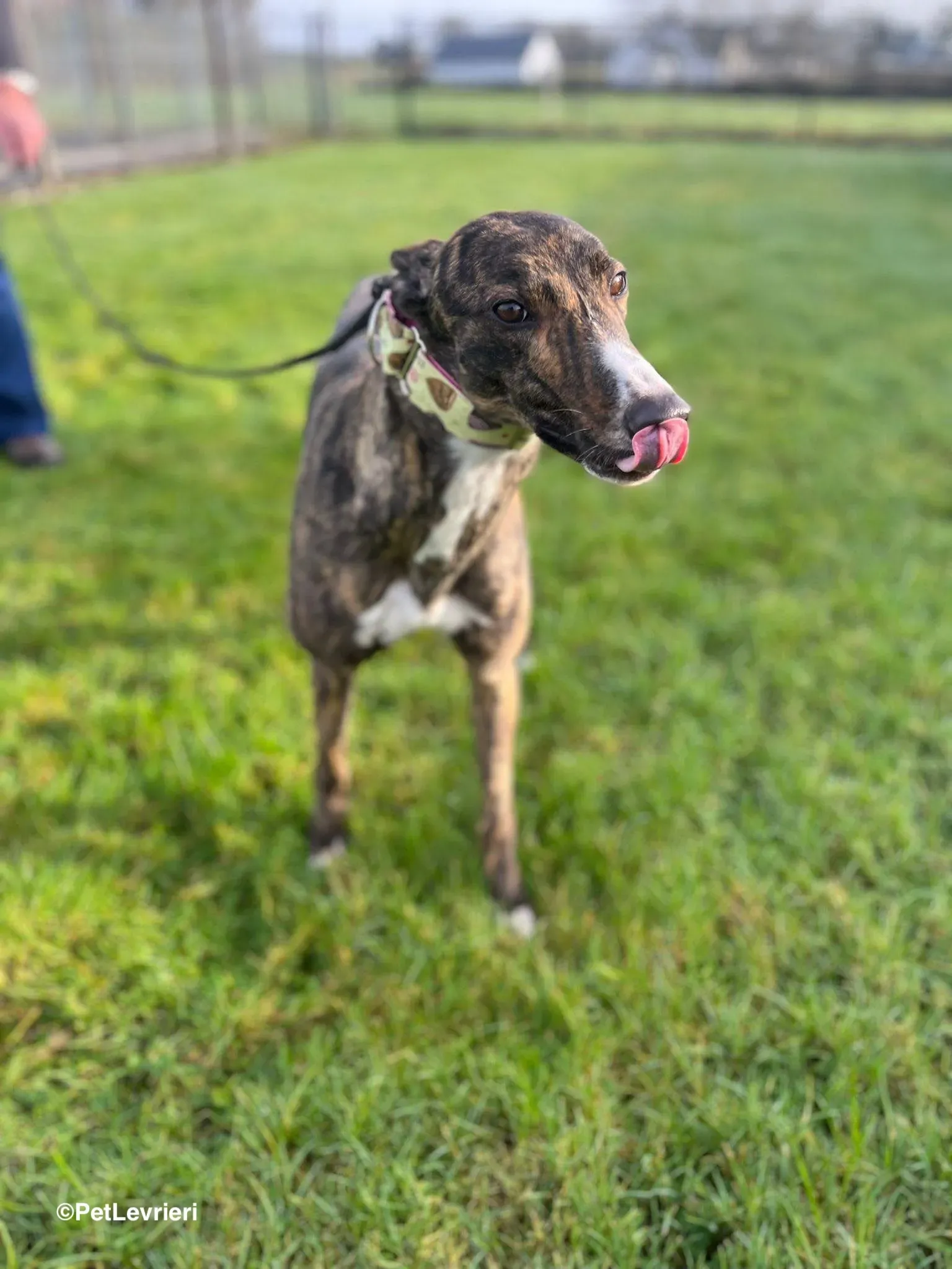 Kitty adozione greyhound 20 1