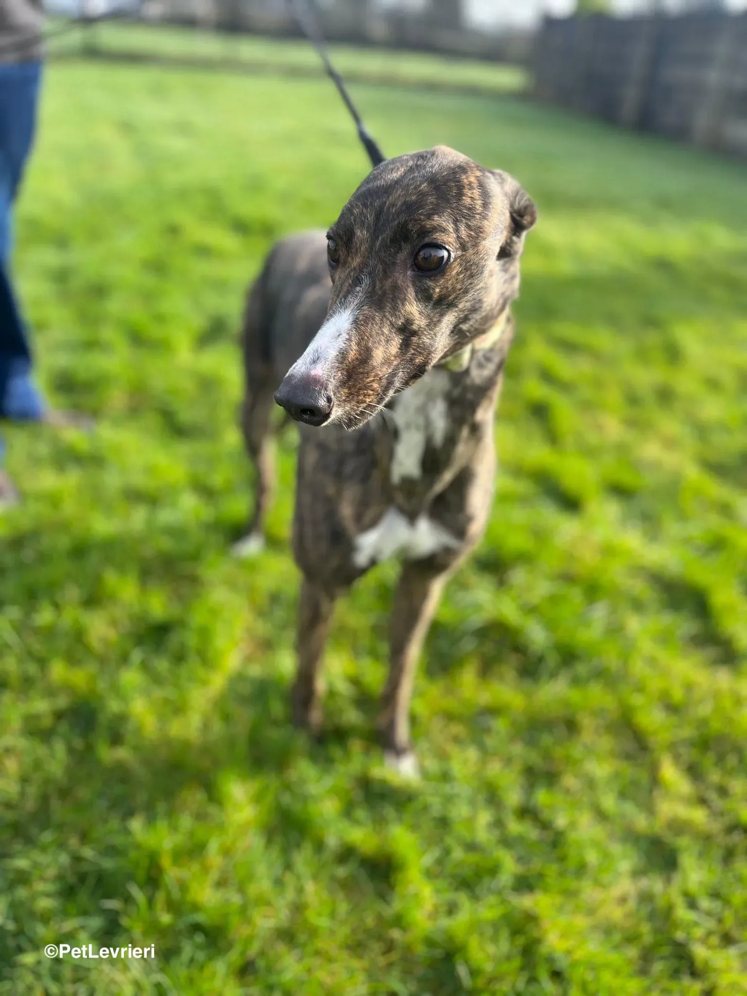 Kitty adozione greyhound 21 1