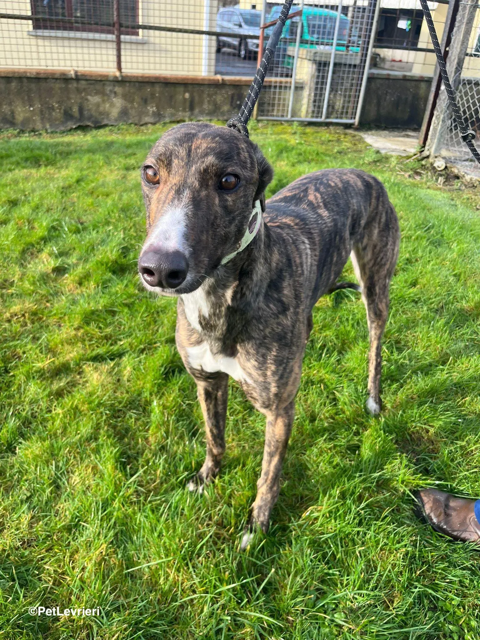 Kitty adozione greyhound 22 1