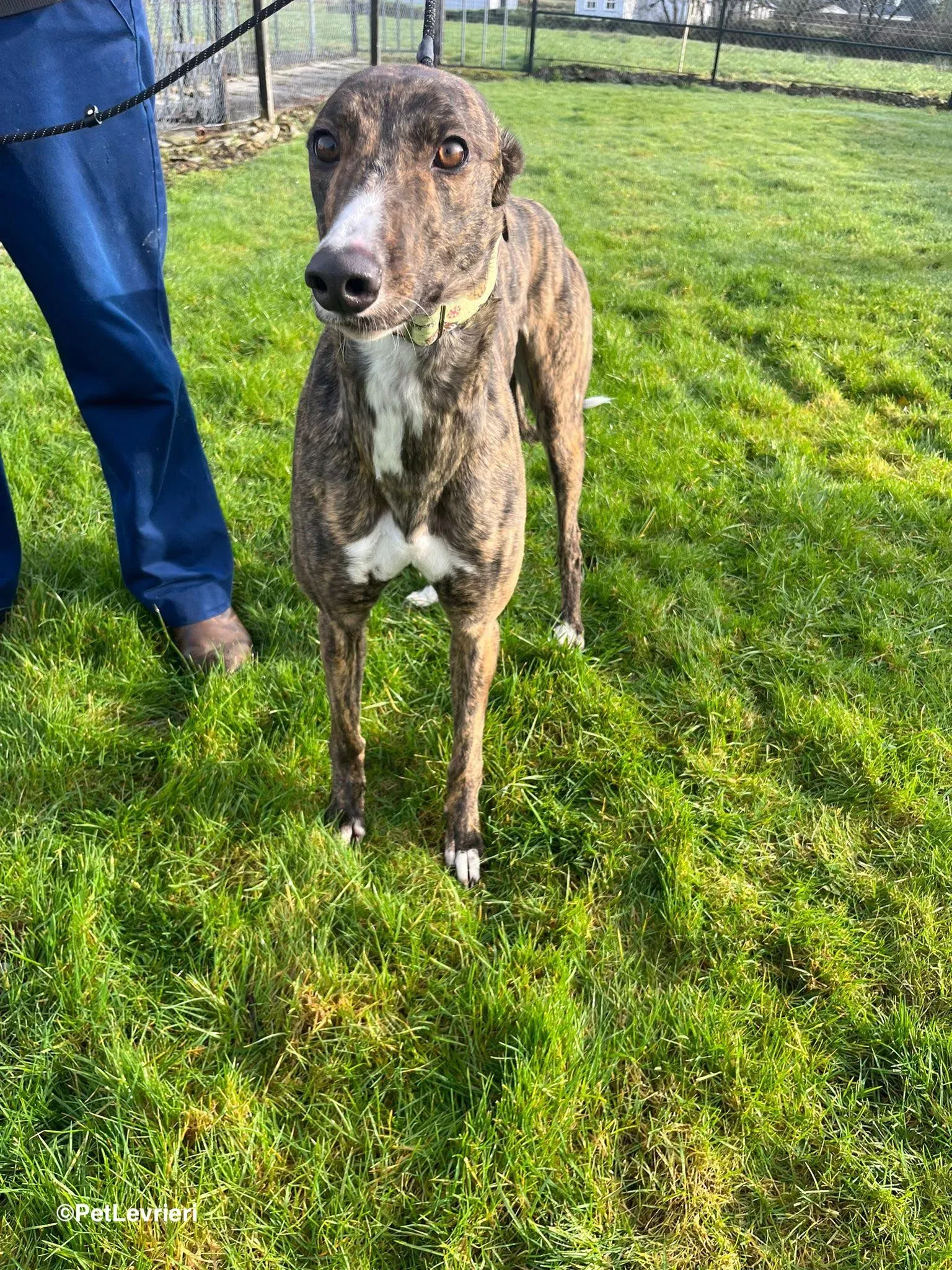 Kitty adozione greyhound 25