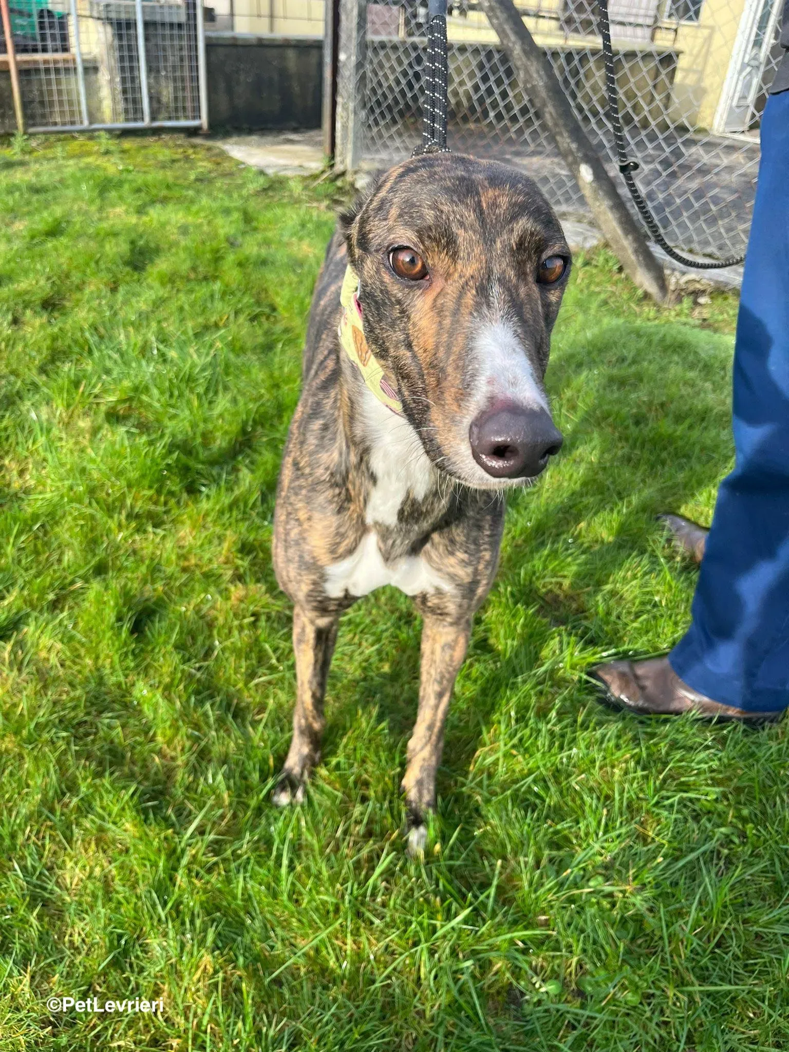 Kitty adozione greyhound 26 1