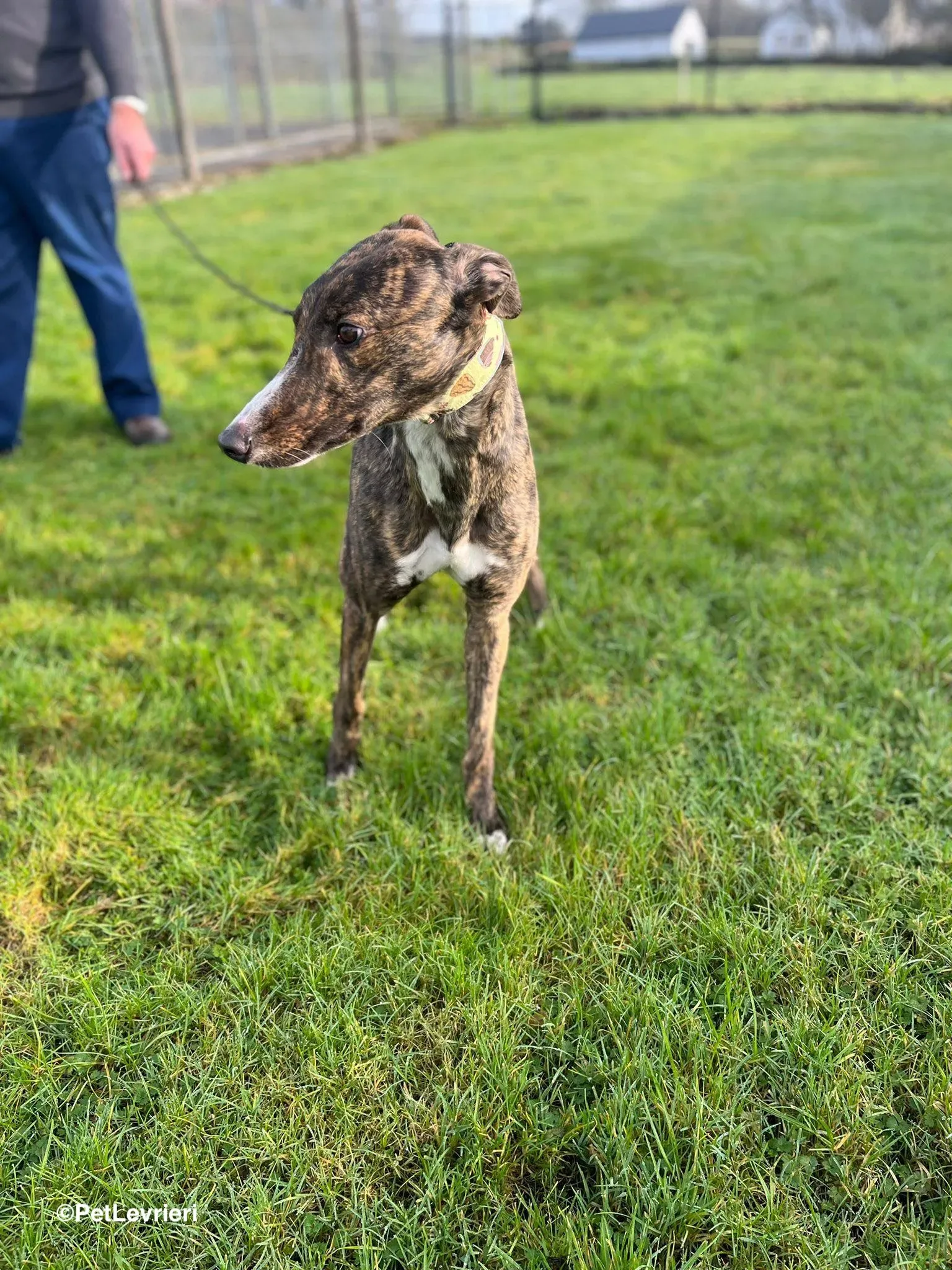 Kitty adozione greyhound 27 1