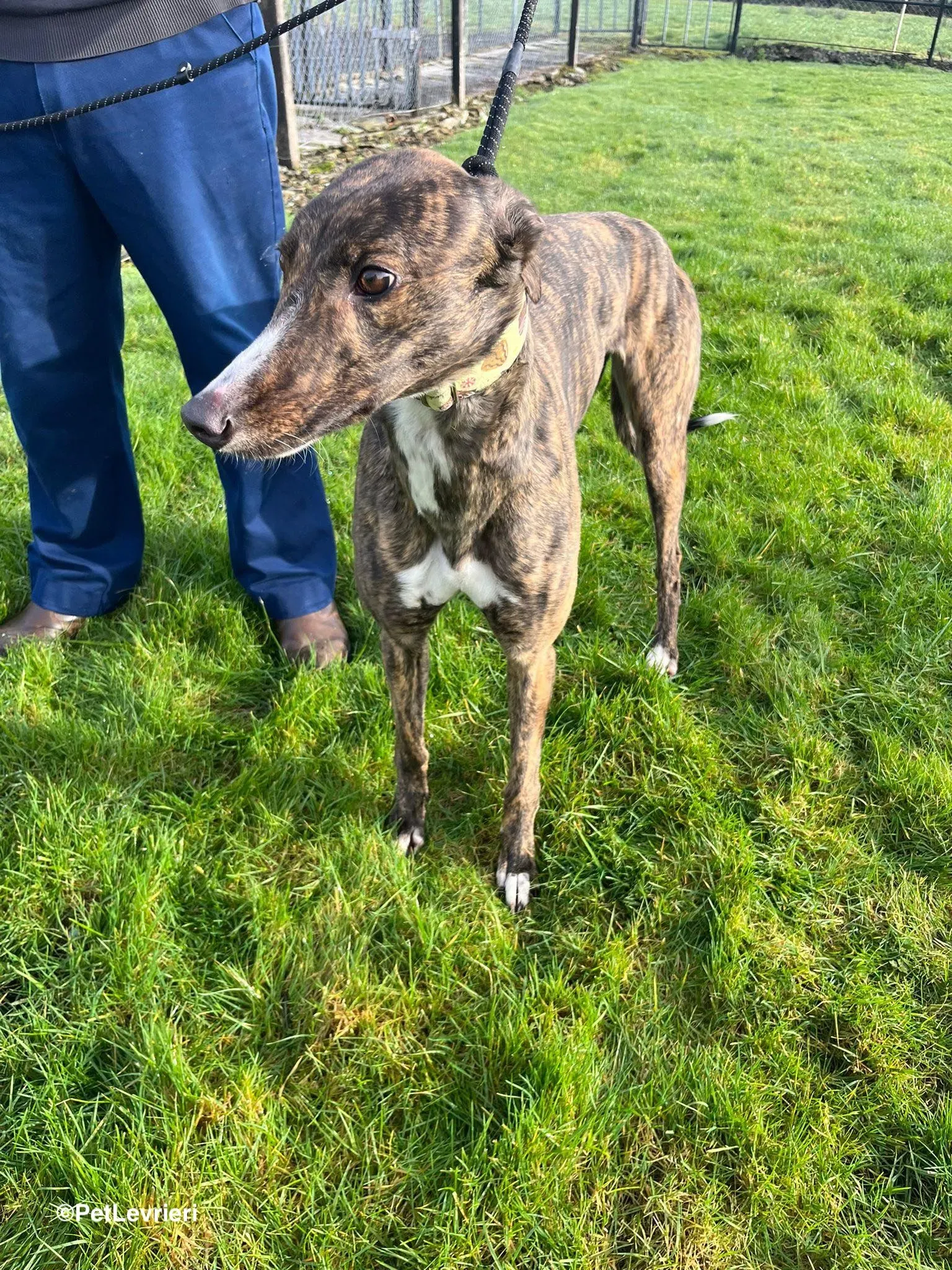 Kitty adozione greyhound 28 1