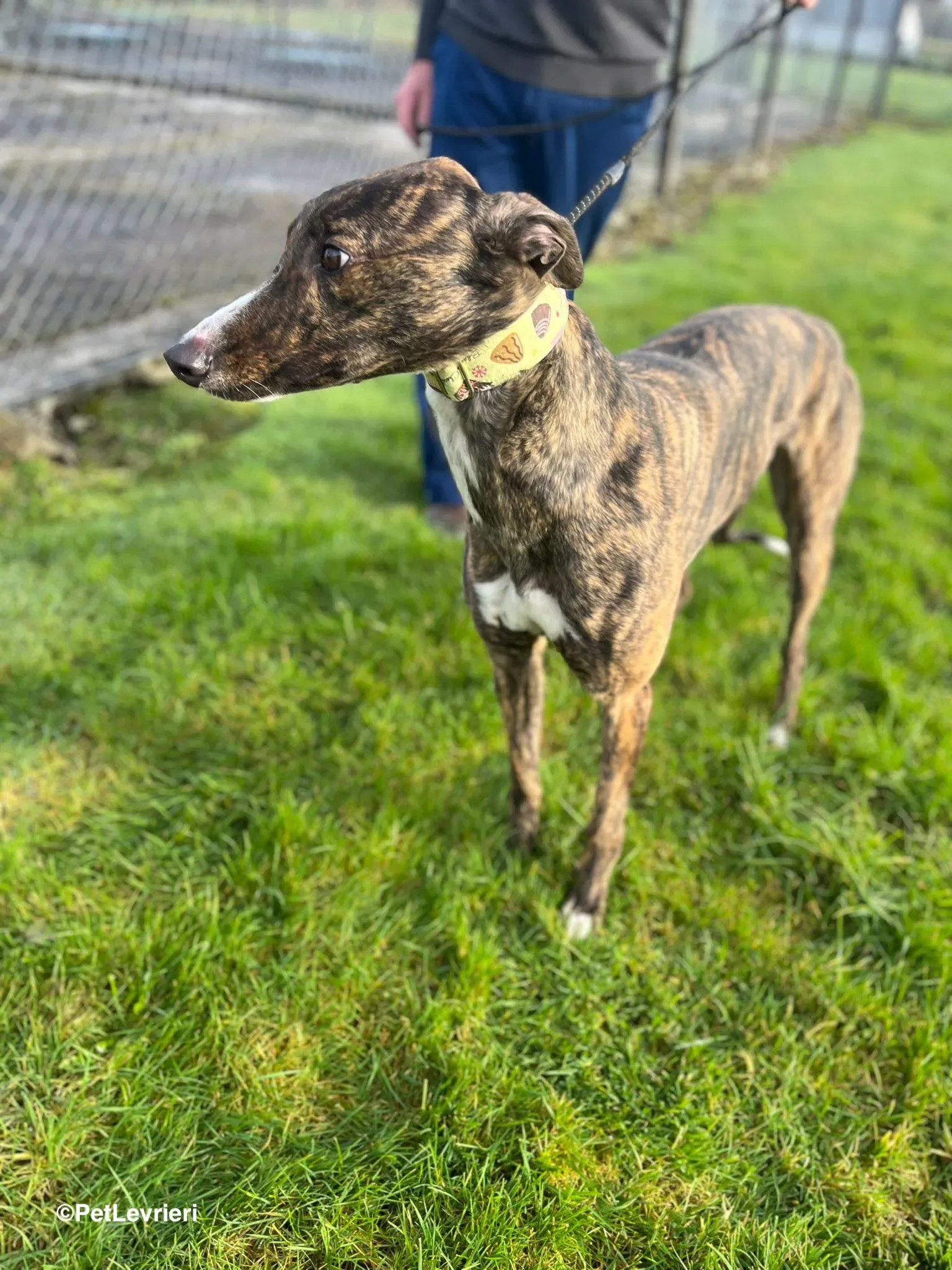 Kitty adozione greyhound 3 1