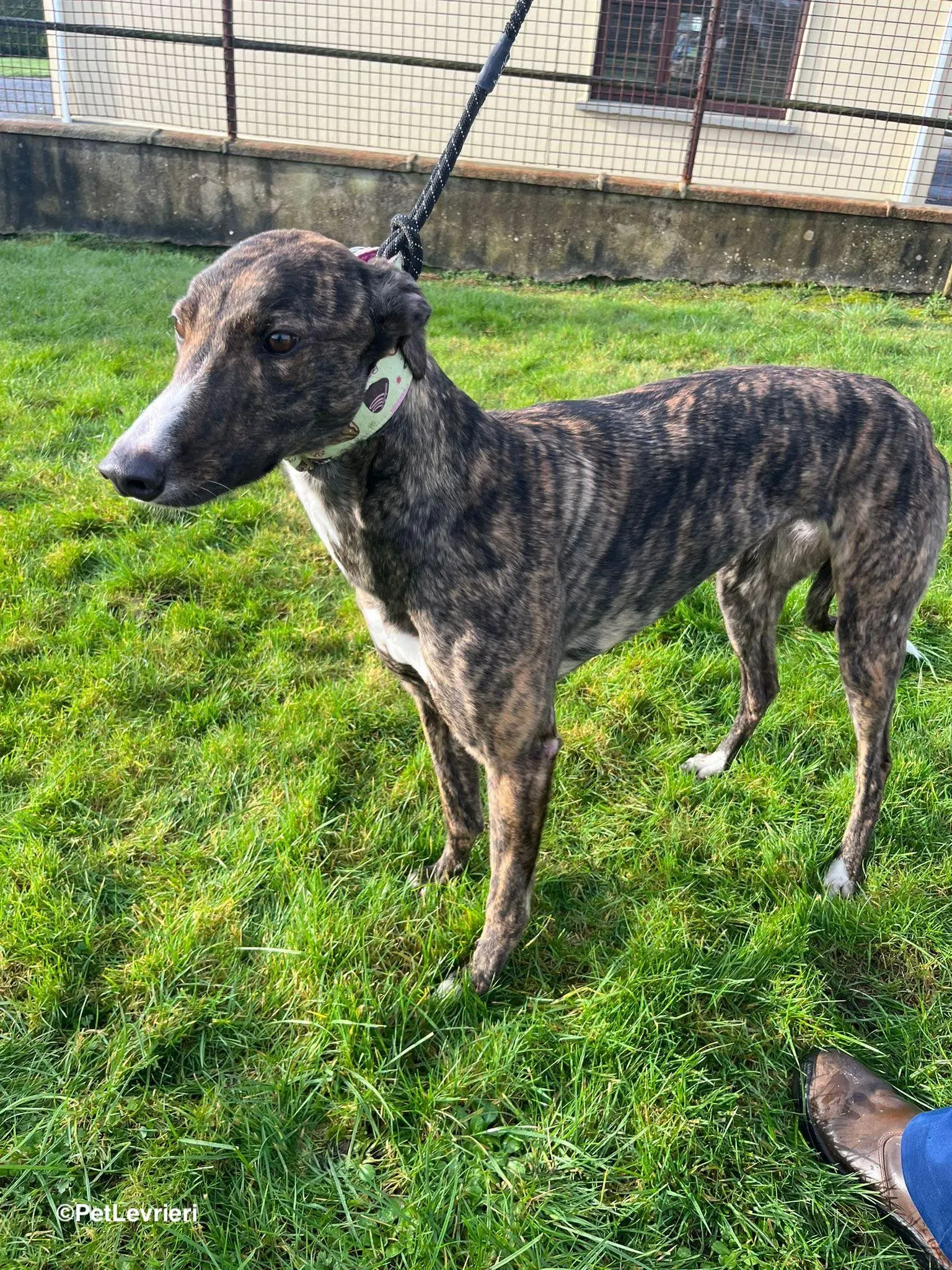 Kitty adozione greyhound 4 1