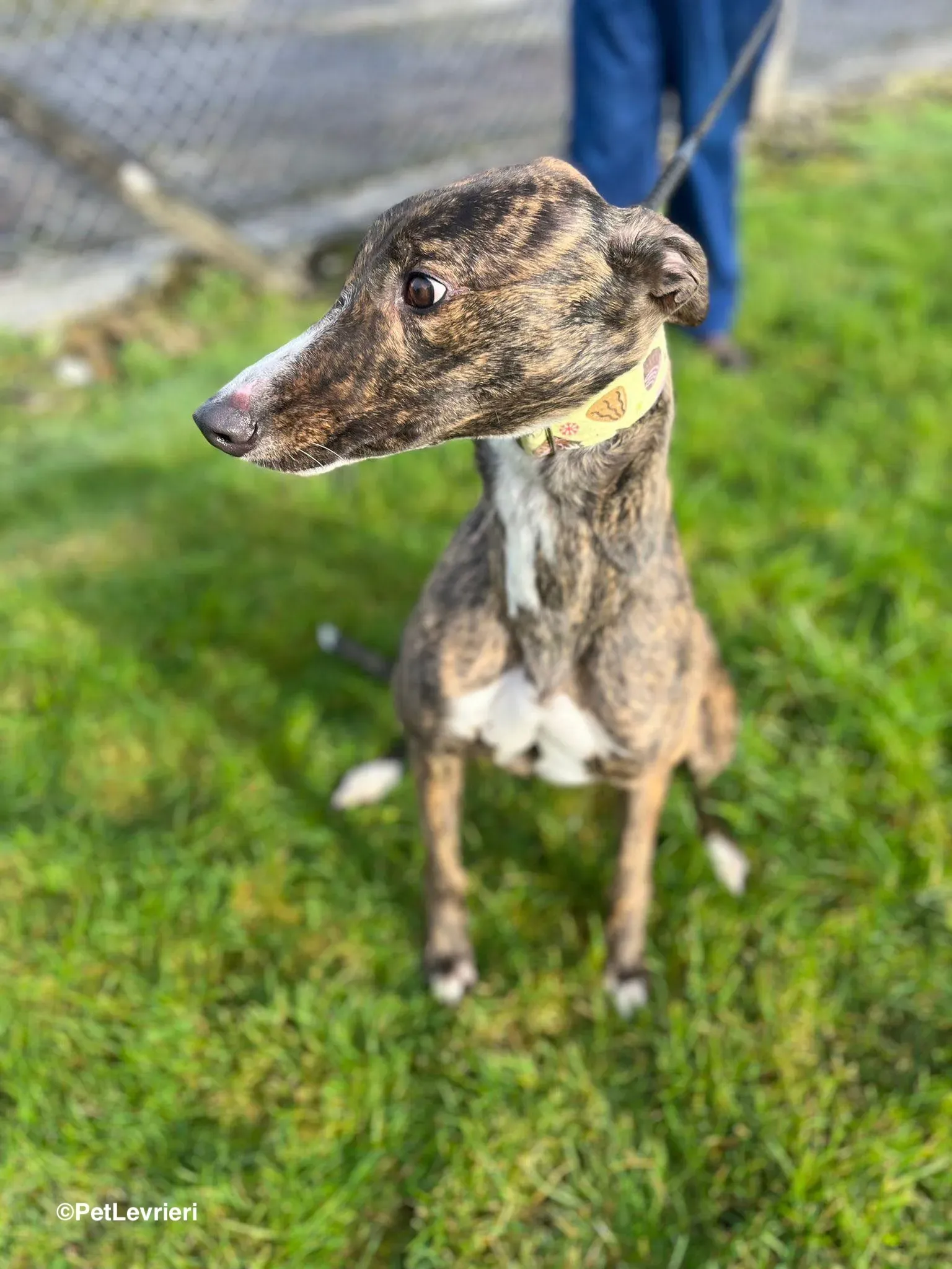 Kitty adozione greyhound 5 1