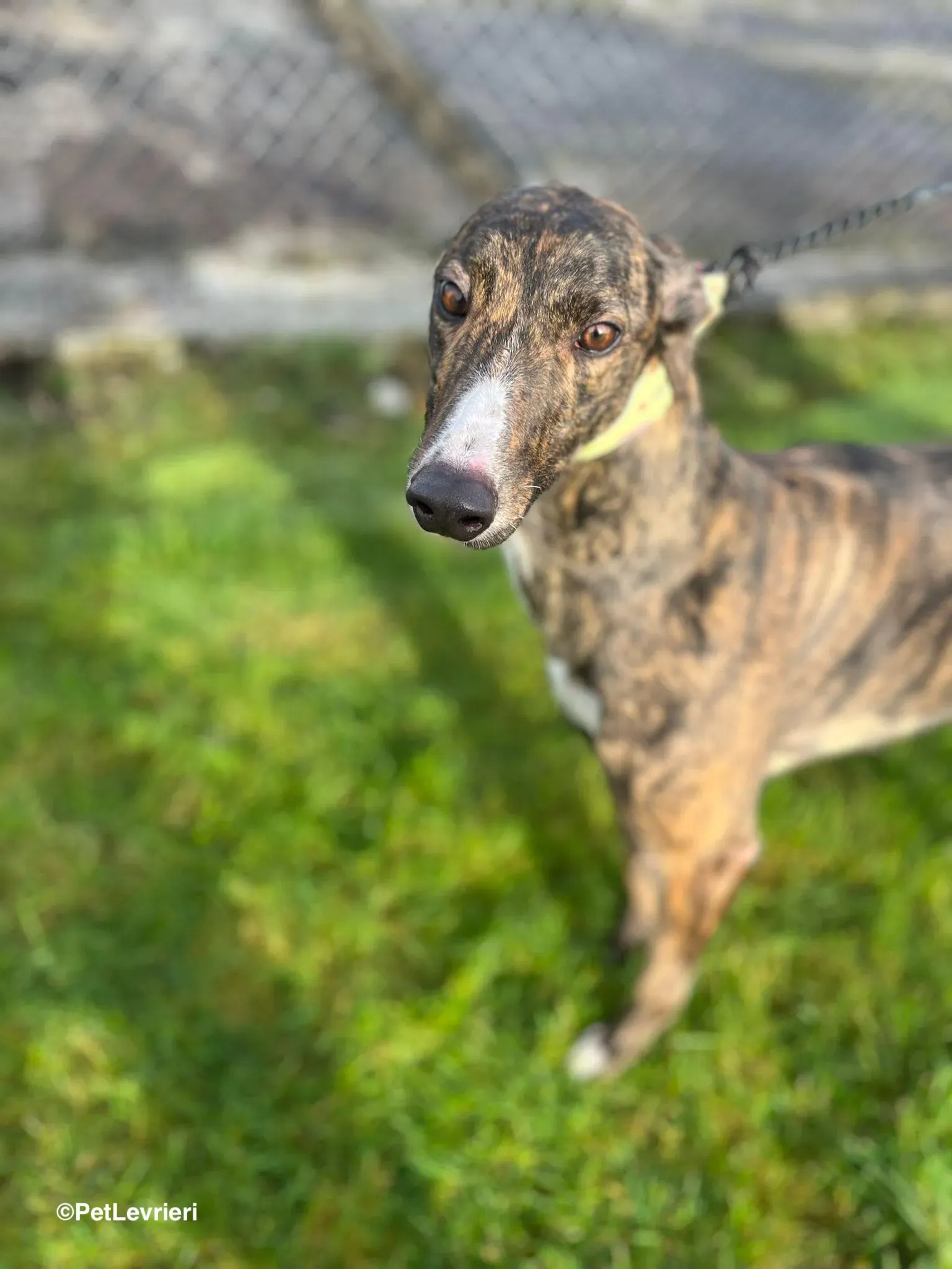 Kitty adozione greyhound 6 1