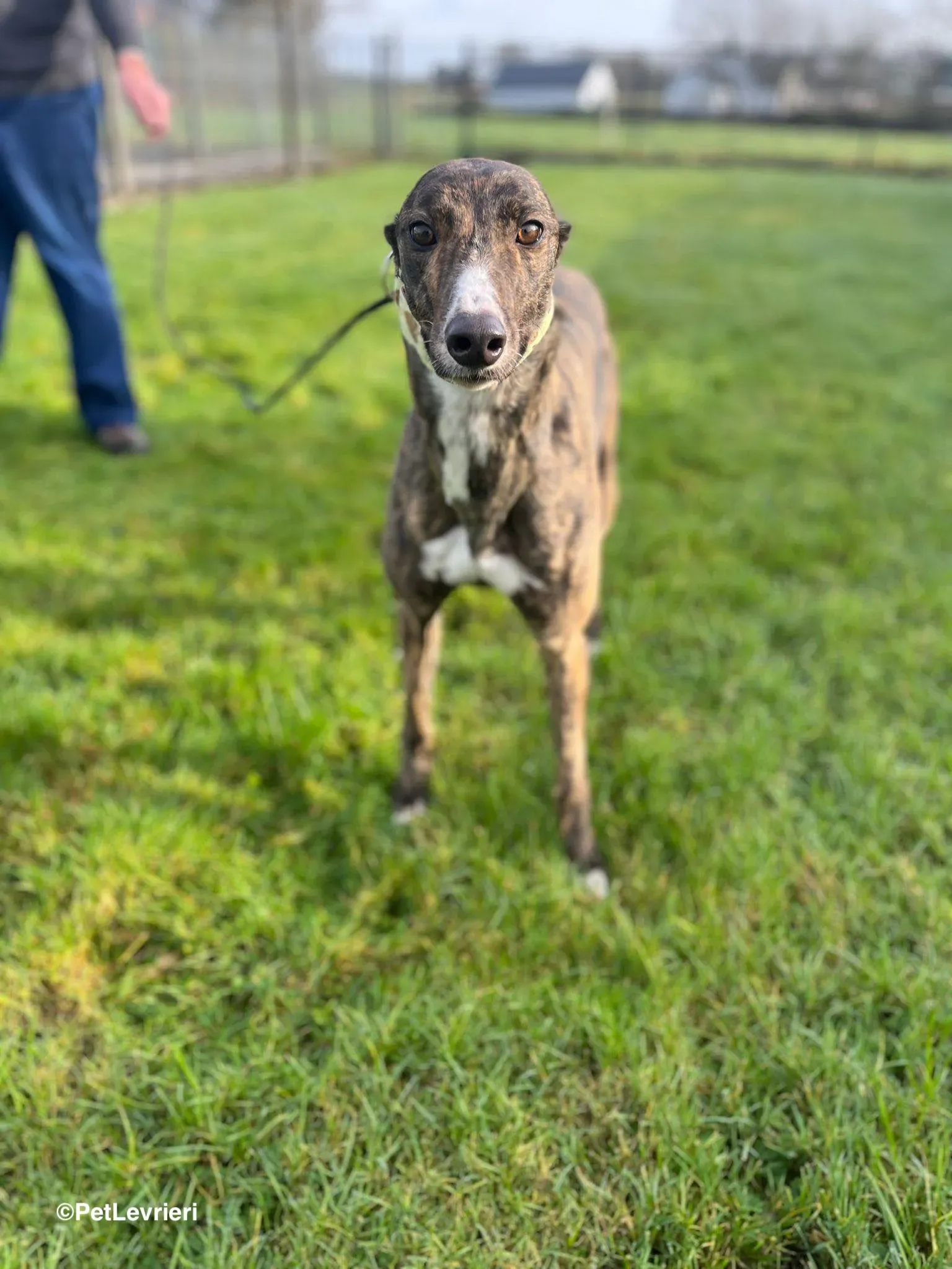 Kitty adozione greyhound 7 1