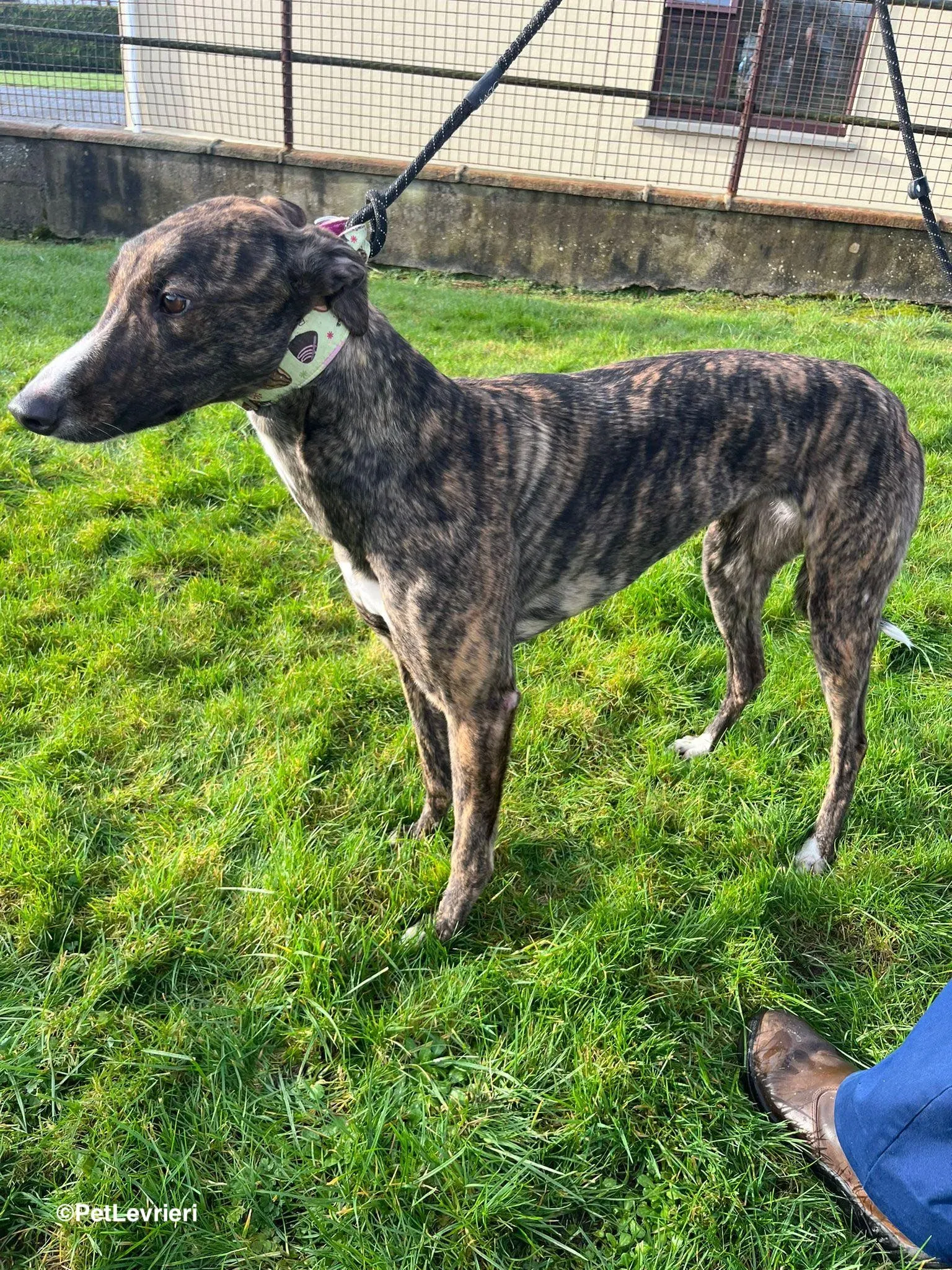 Kitty adozione greyhound 9