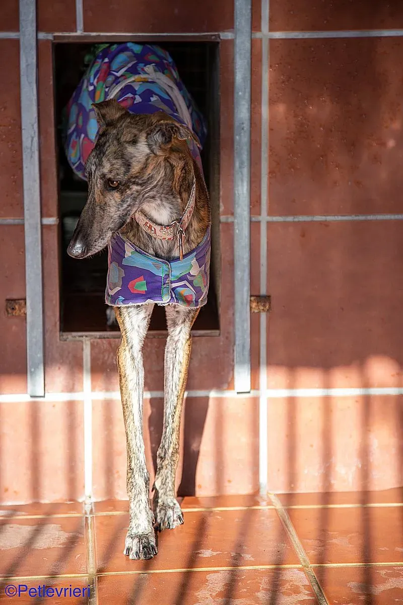 Kiva adozione levrieri galgo 01 1