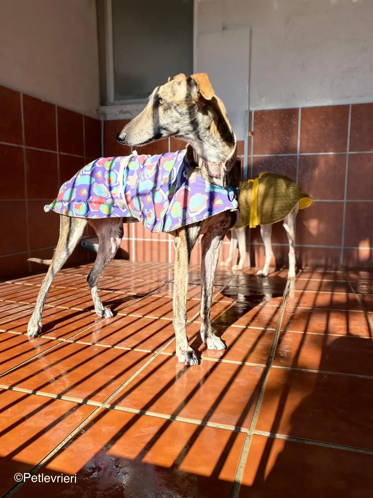 Kiva adozione levrieri galgo 02