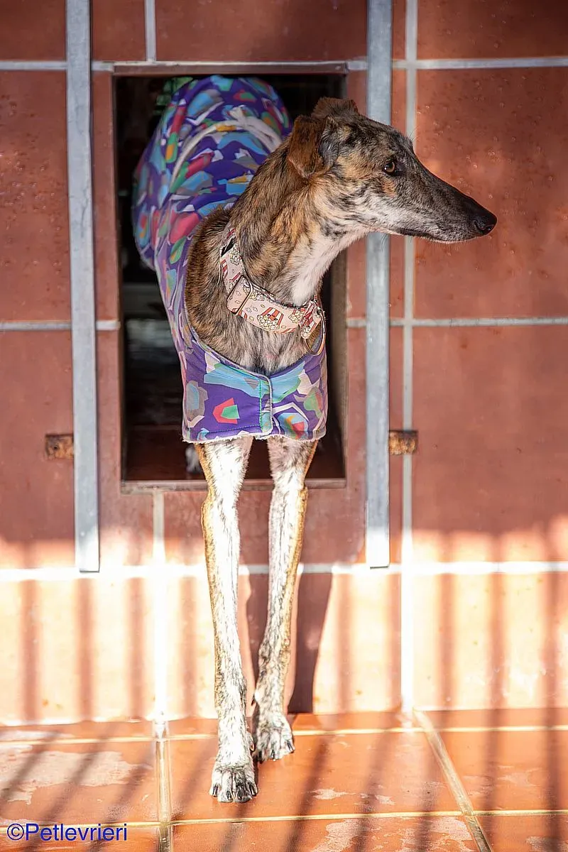 Kiva adozione levrieri galgo 02 1