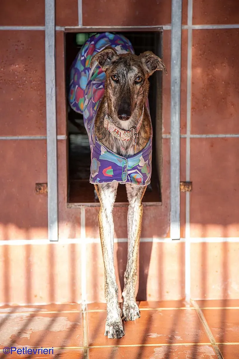 Kiva adozione levrieri galgo 03 1