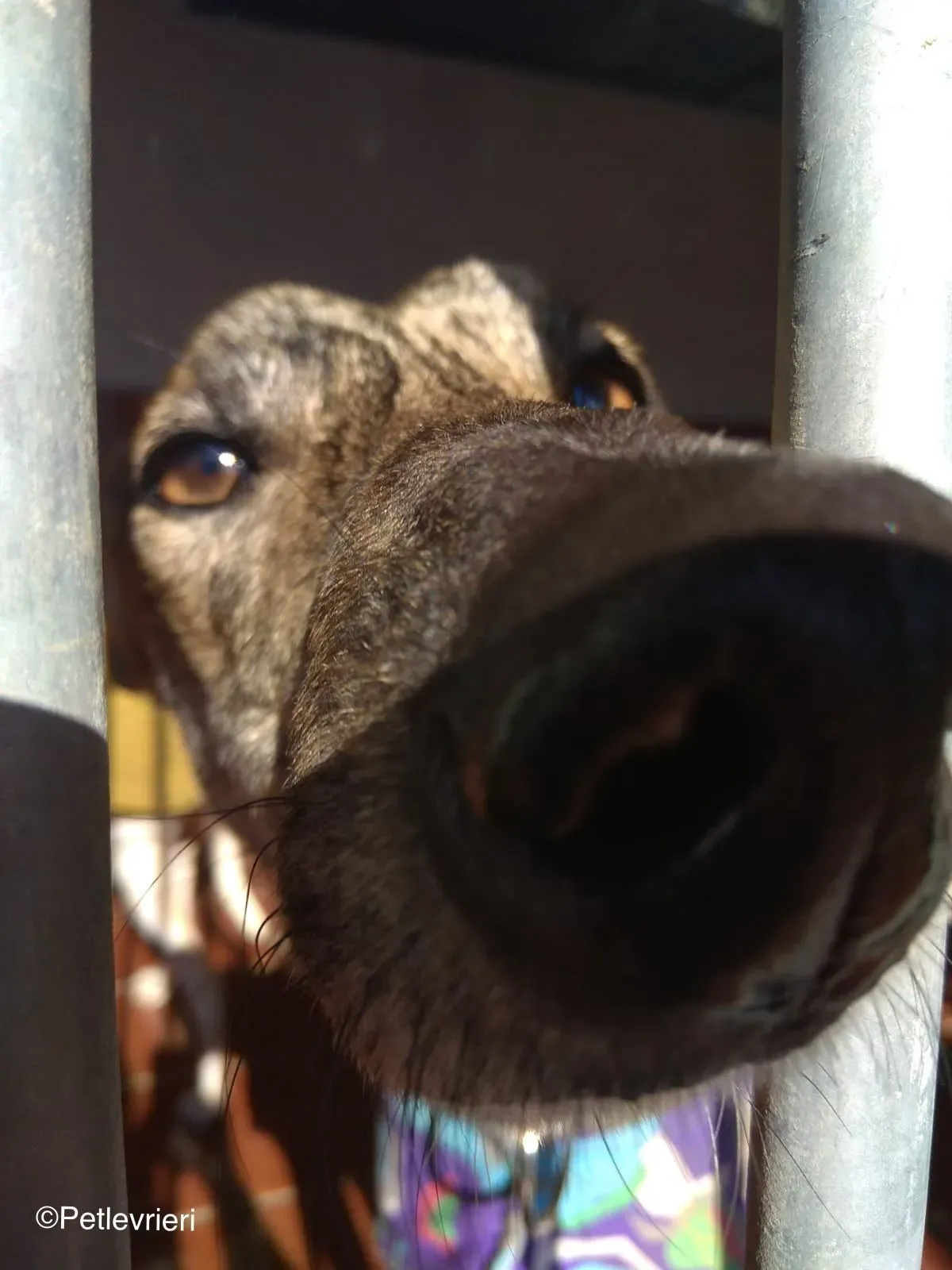 Kiva adozione levrieri galgo 04 1