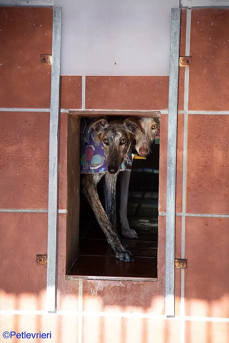 Kiva adozione levrieri galgo 04 1