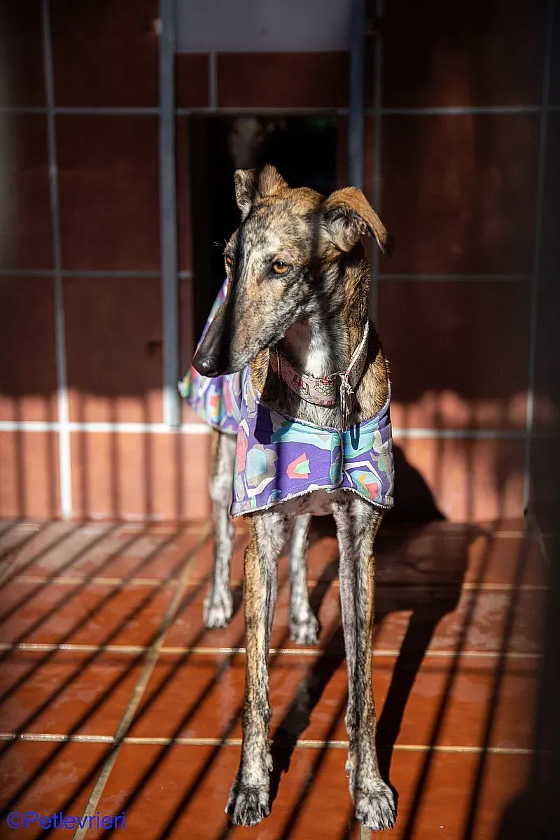 Kiva adozione levrieri galgo 05